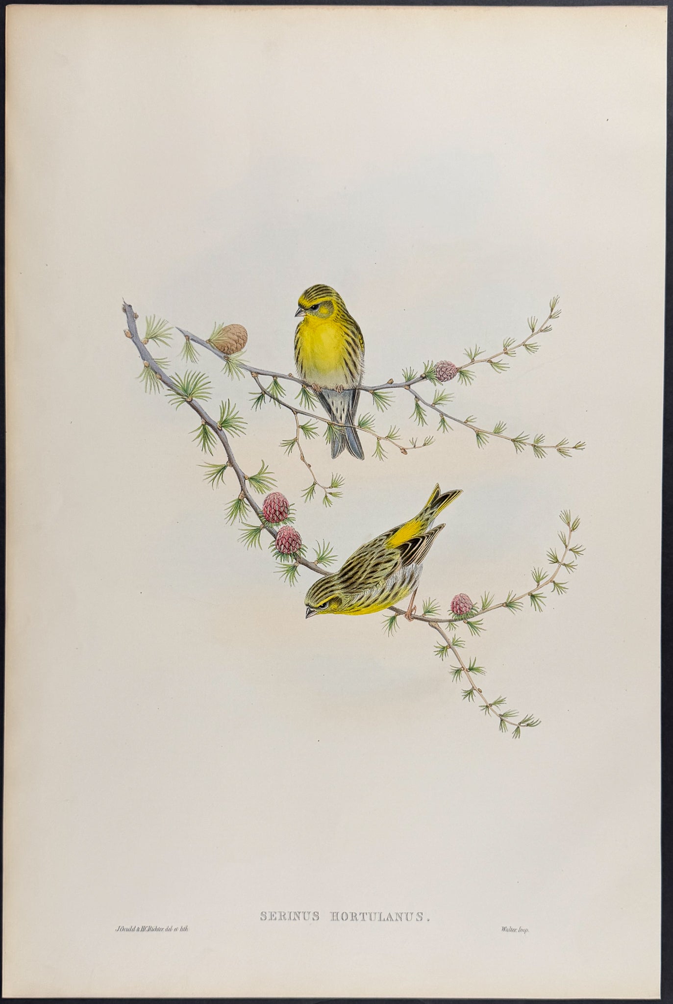 Serin Finch