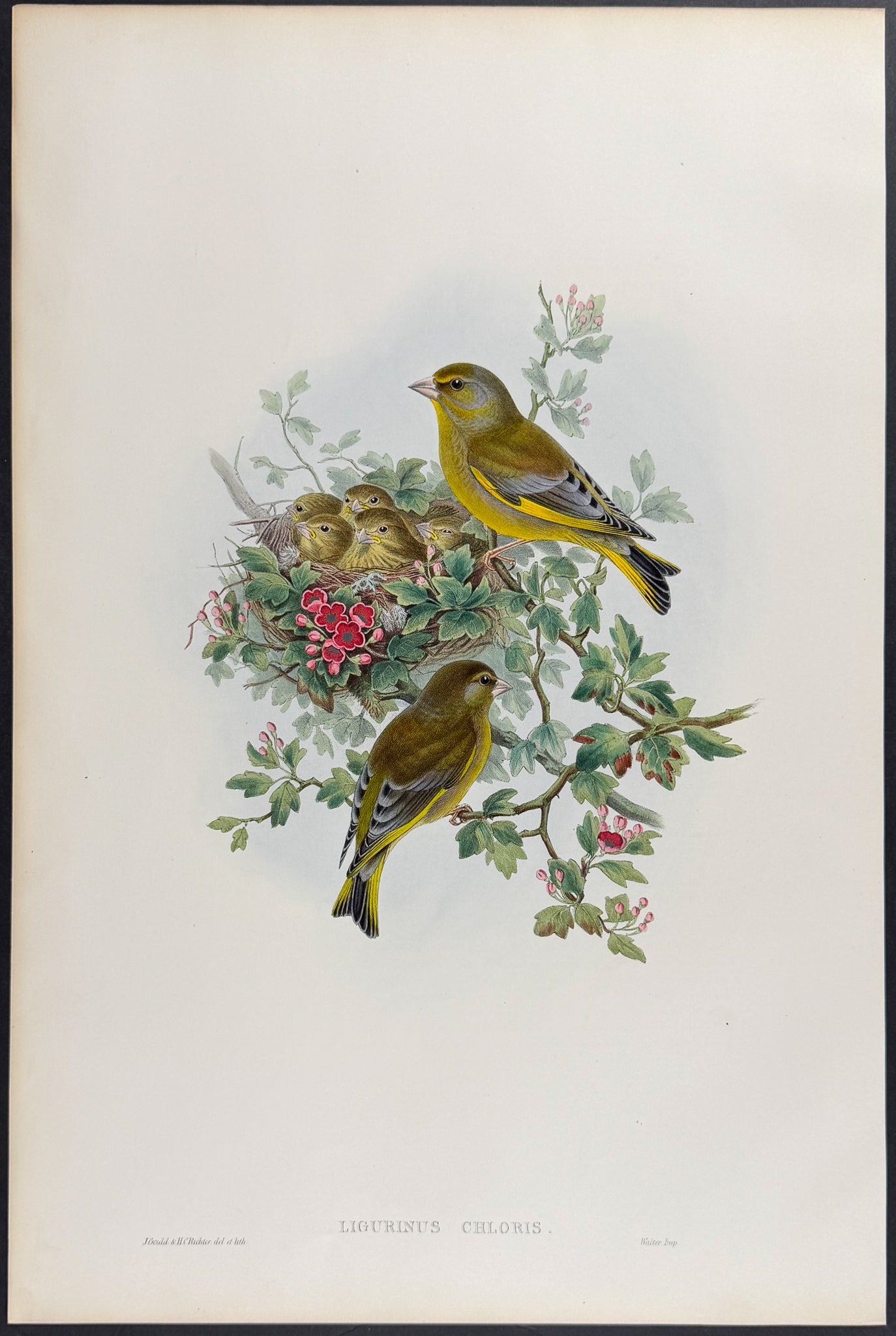 Greenfinch