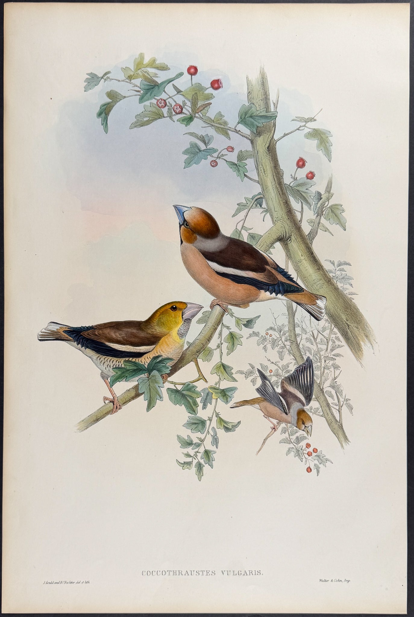Hawfinch