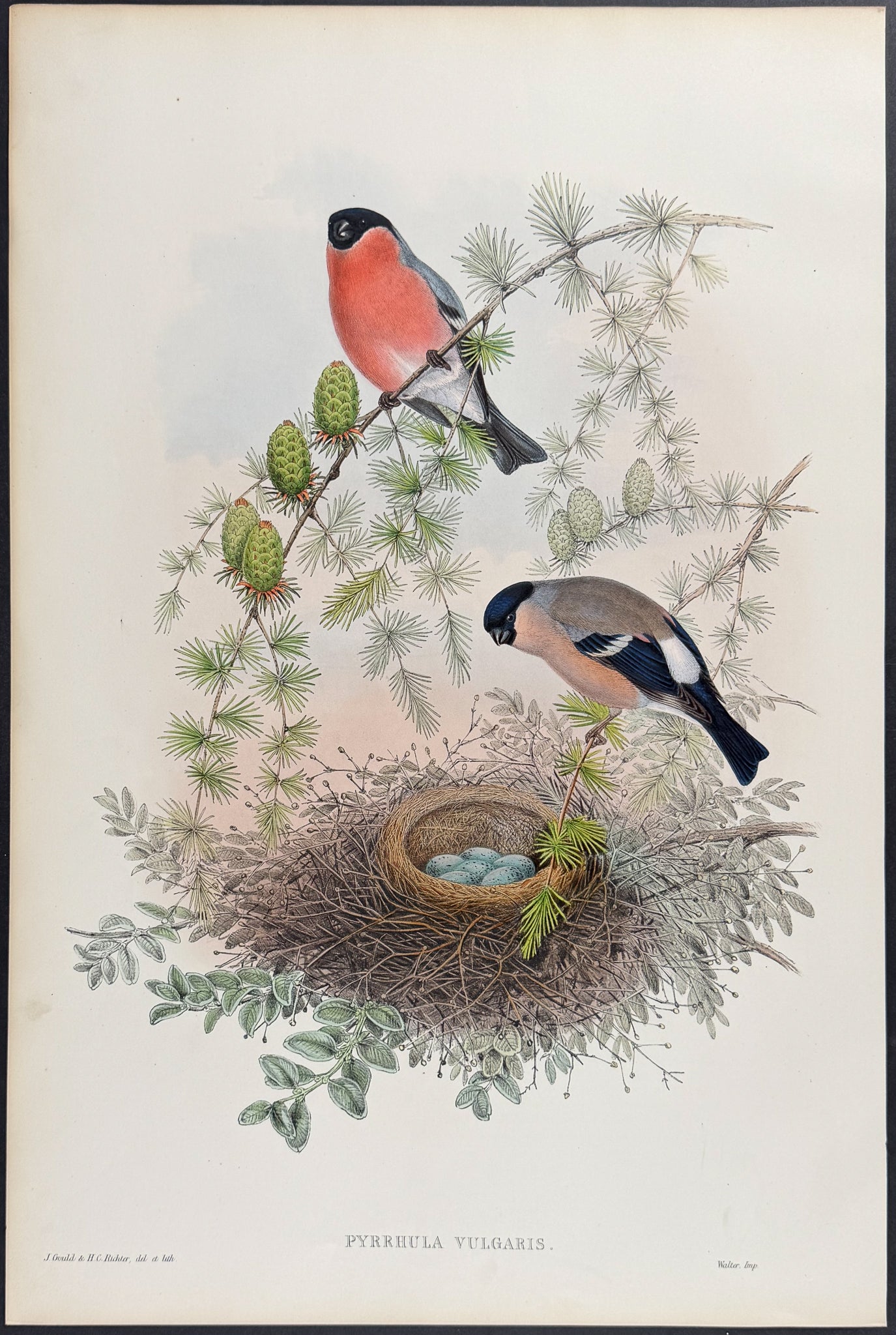 Bullfinch