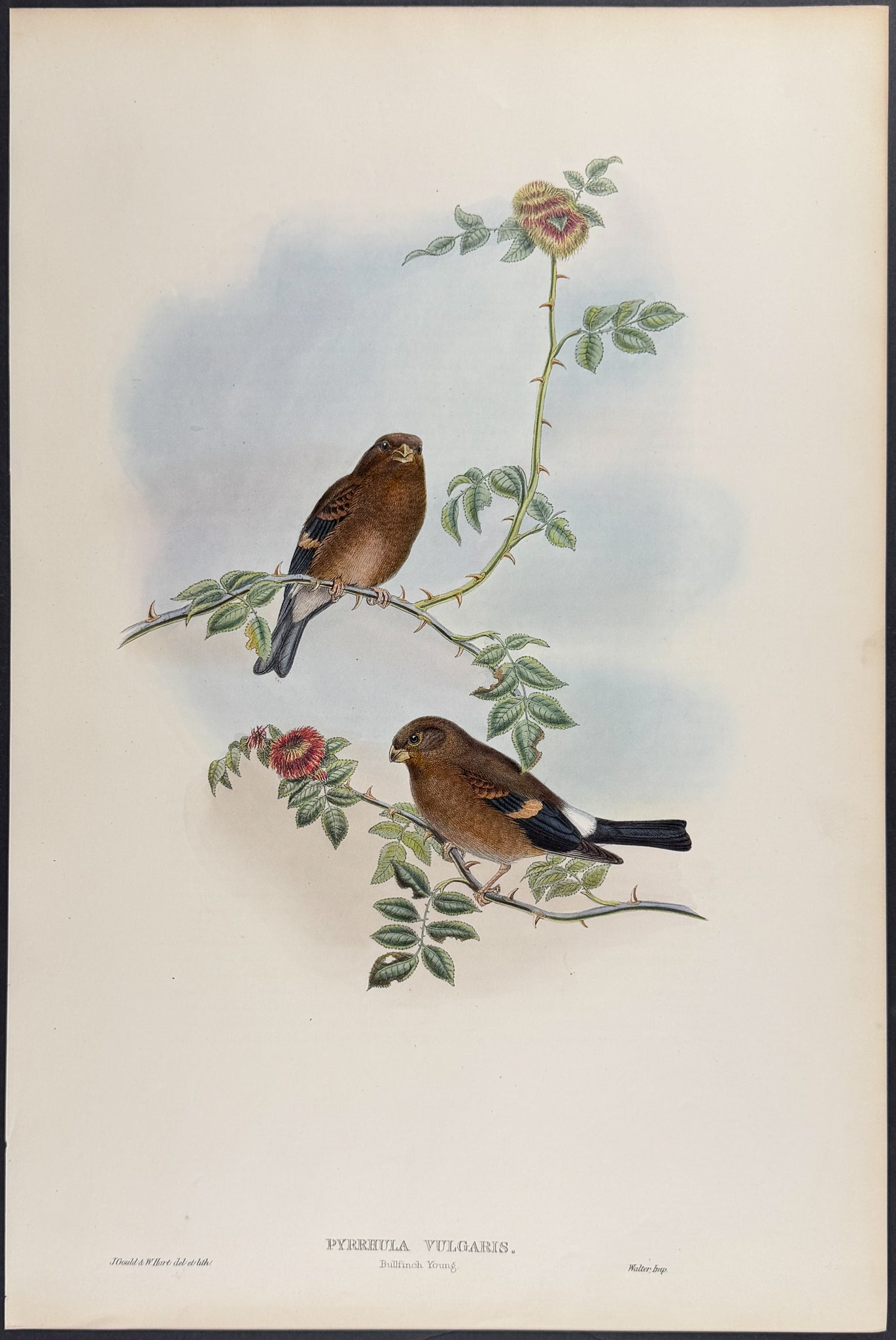 Bullfinch (young)