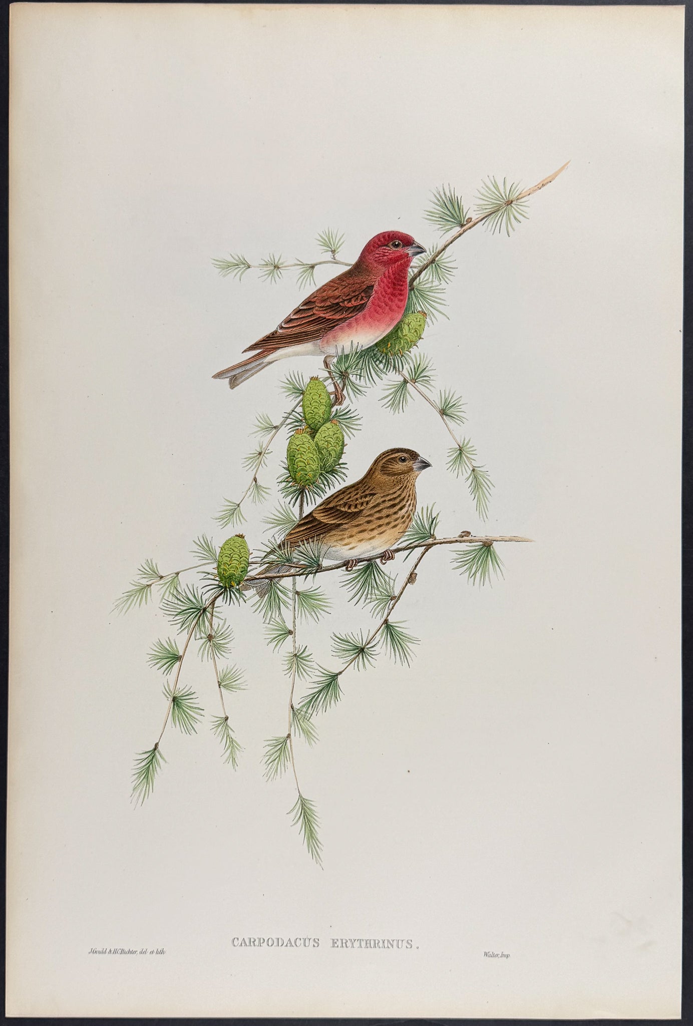 Scarlet Bullfinch
