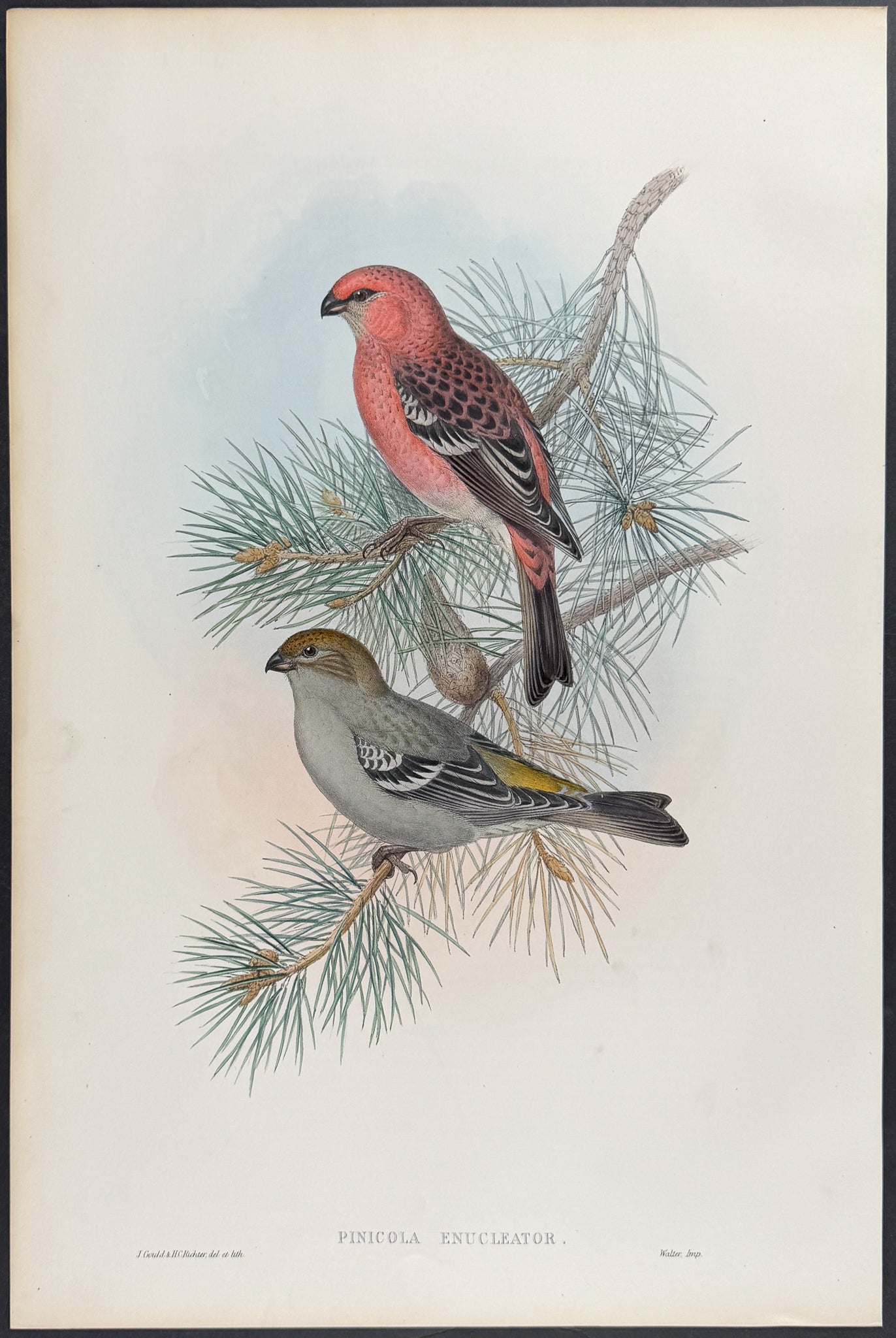 Pine-Grosbeak