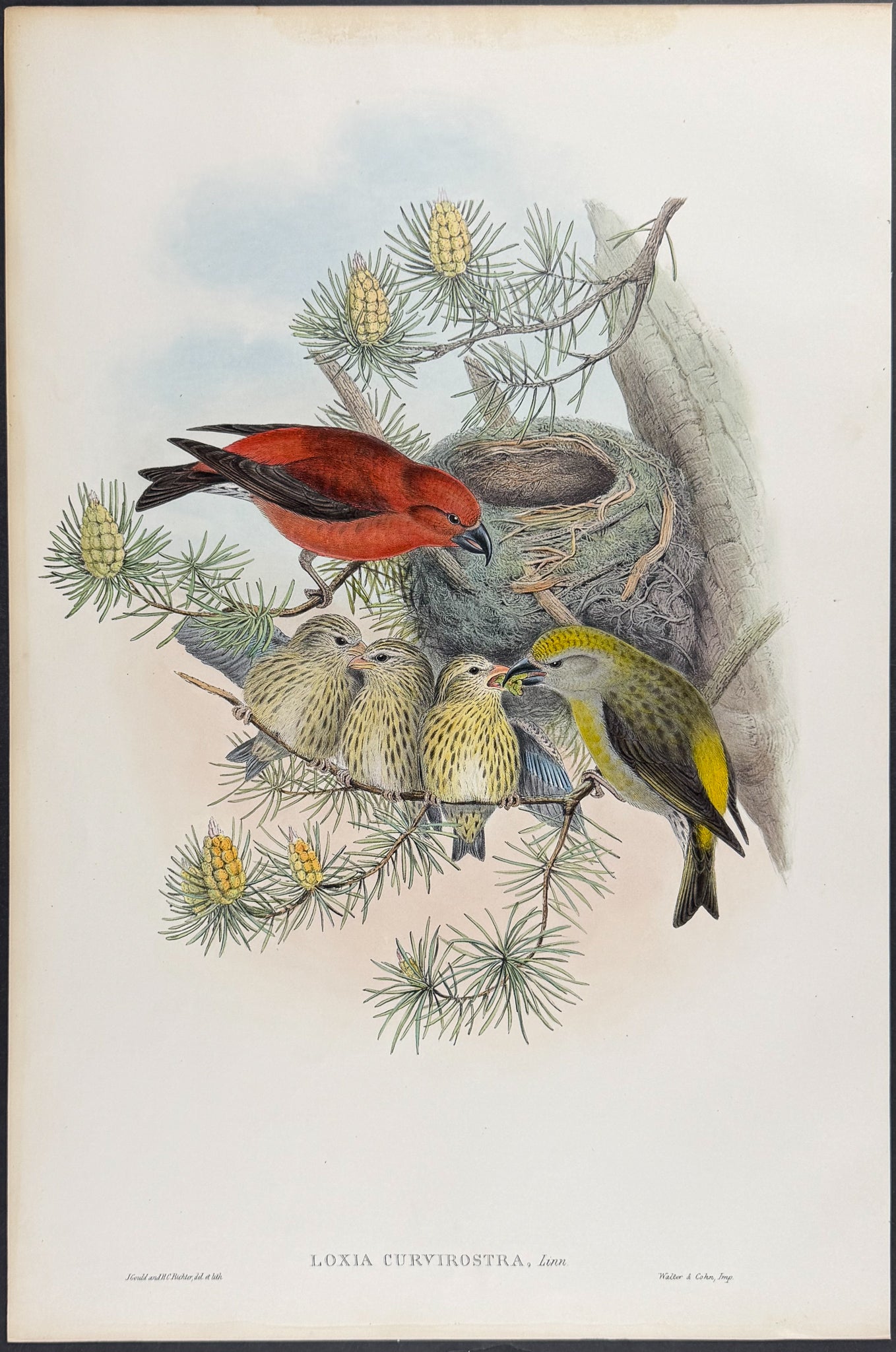 Common Crossbill