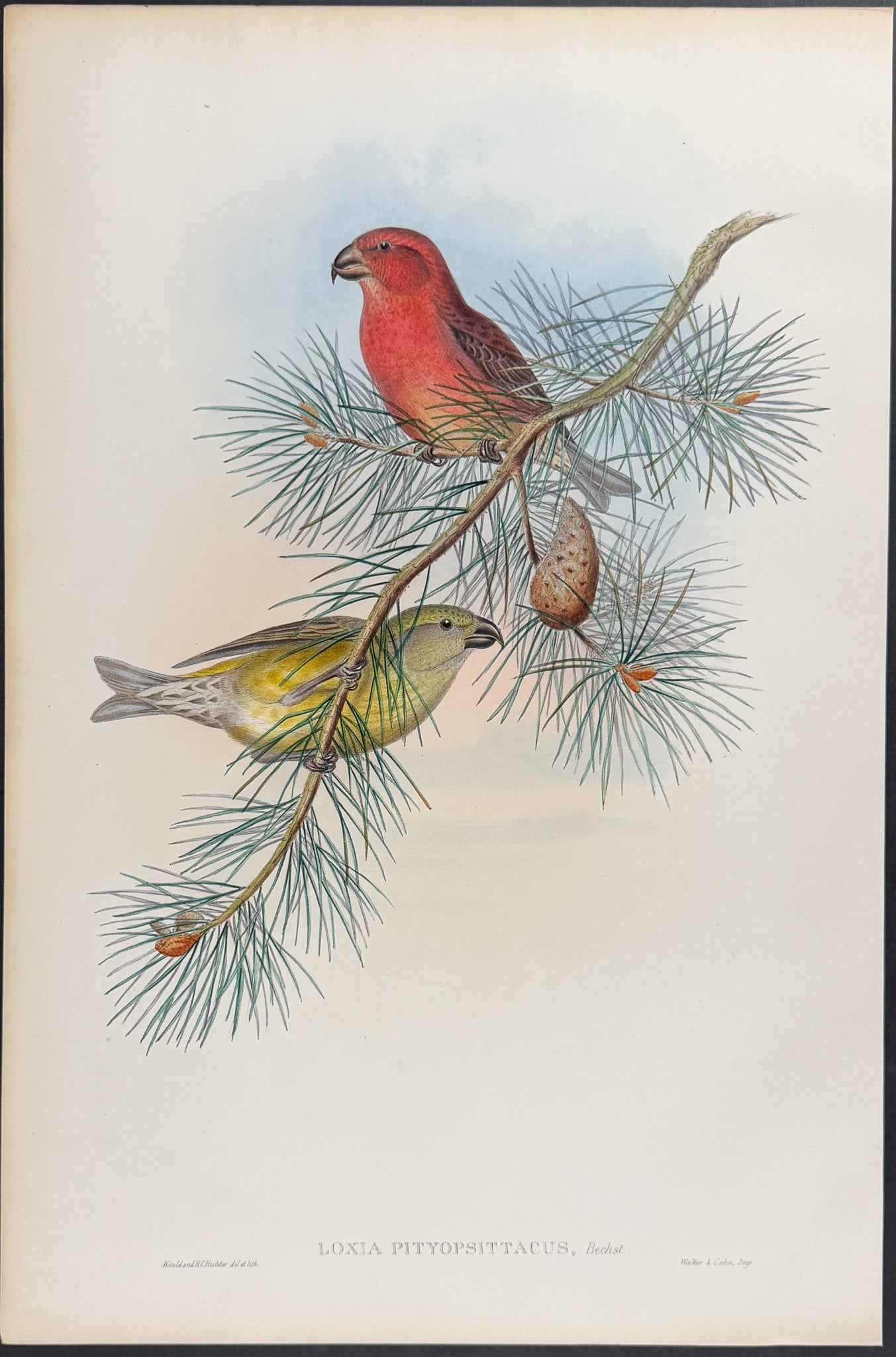 Parrot Crossbill