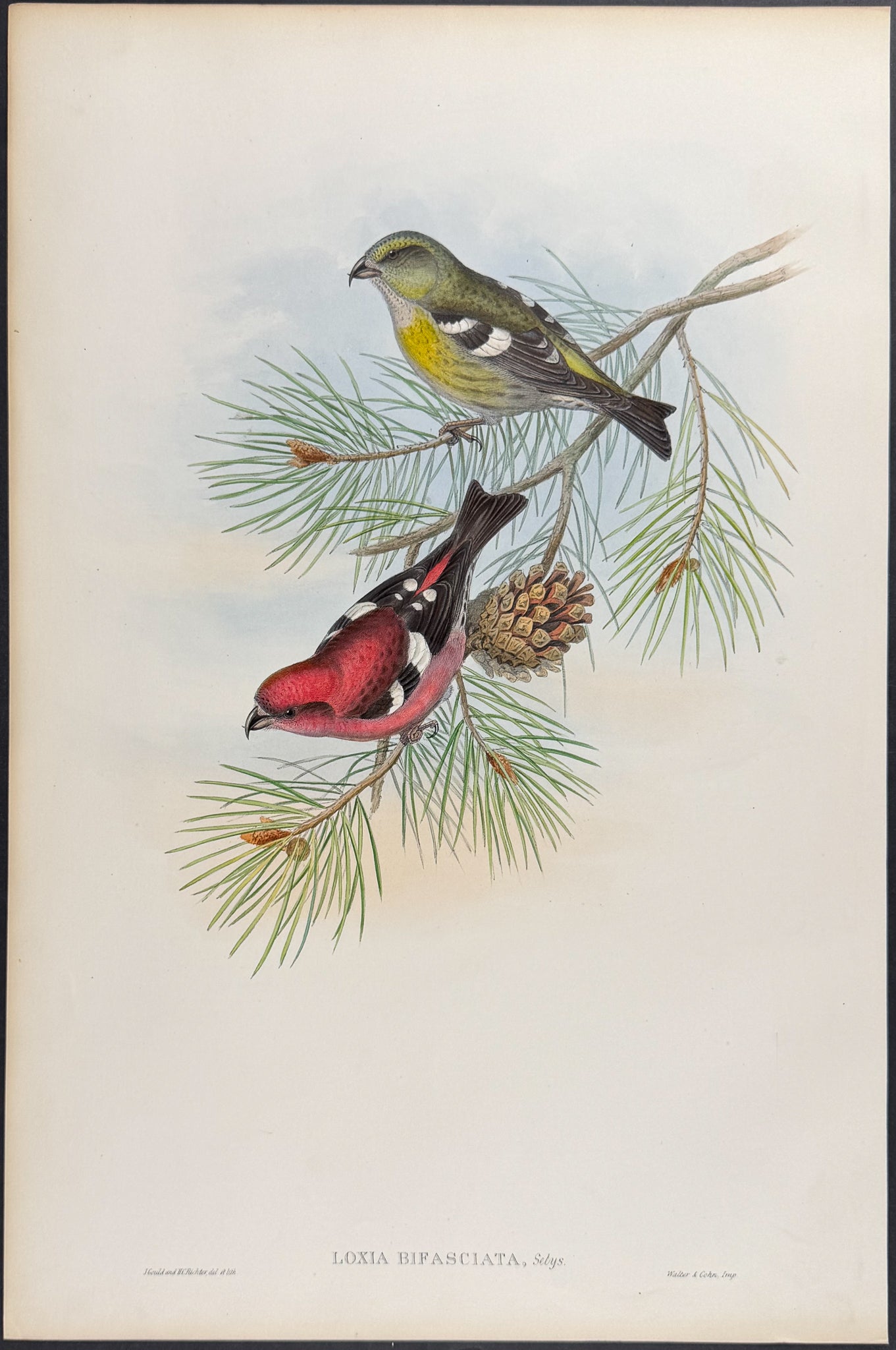White-winged Crossbill