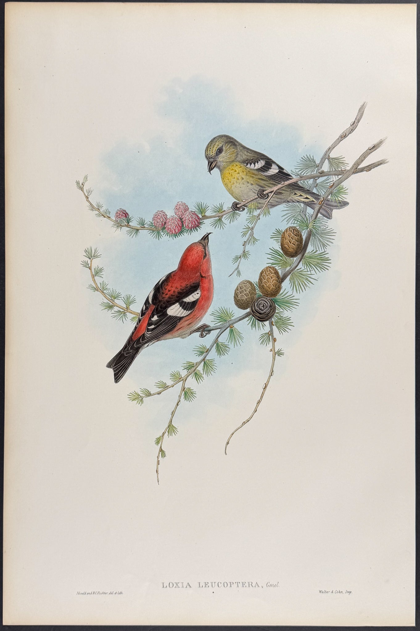 American White-winged Crossbill
