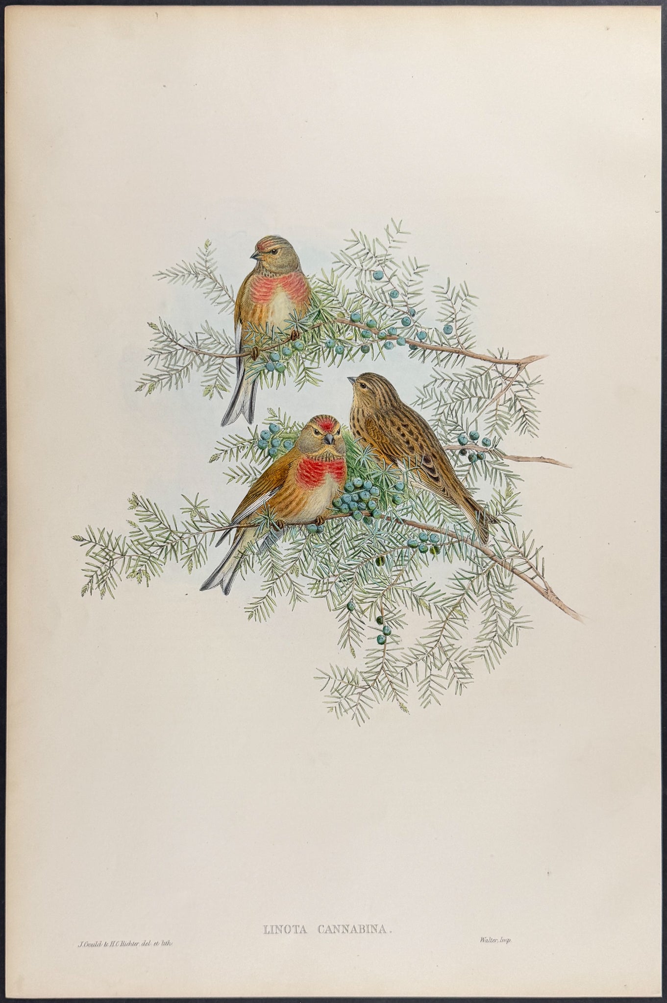 Linnet