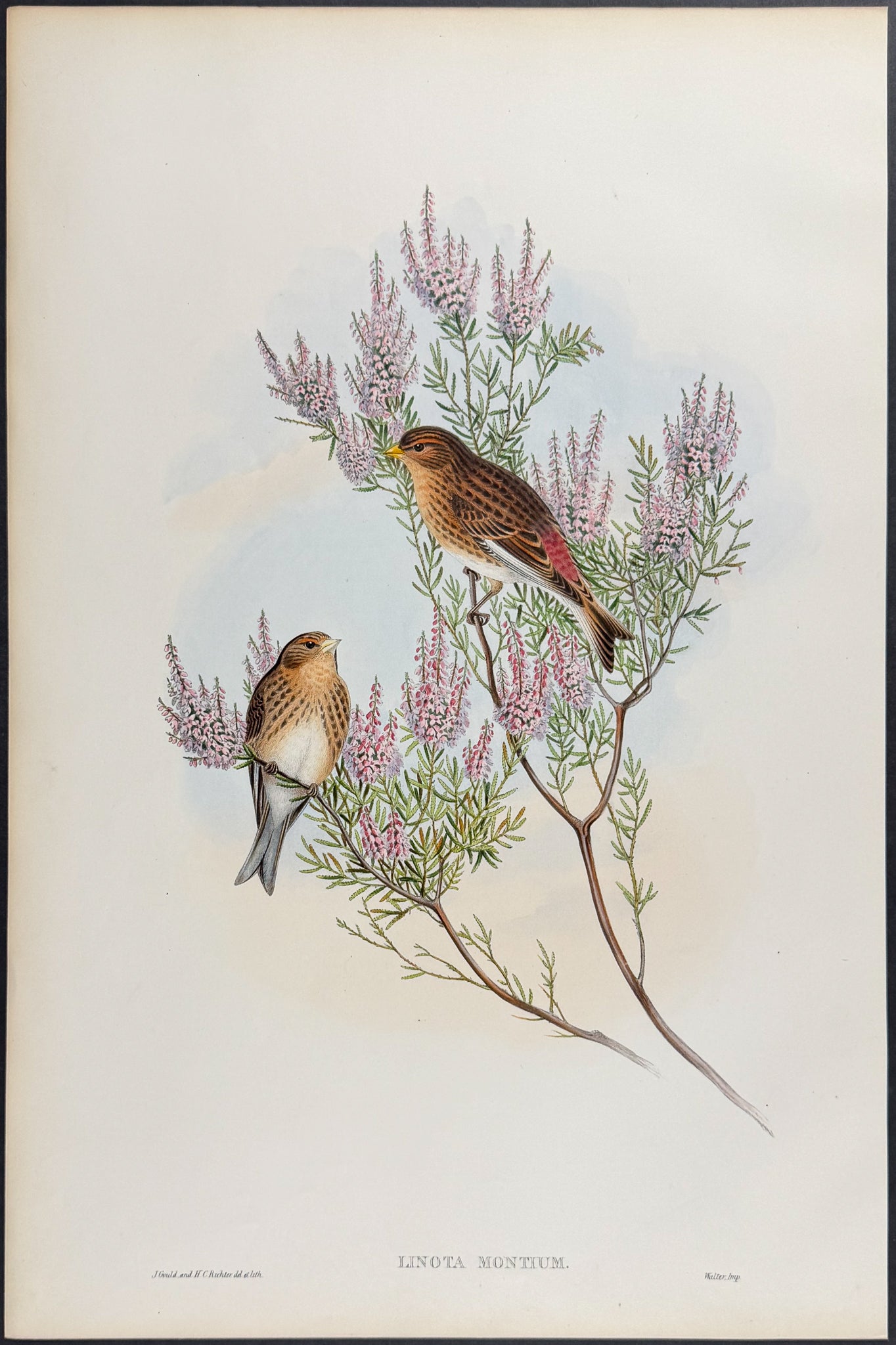 Twite or Mountain-Linnet