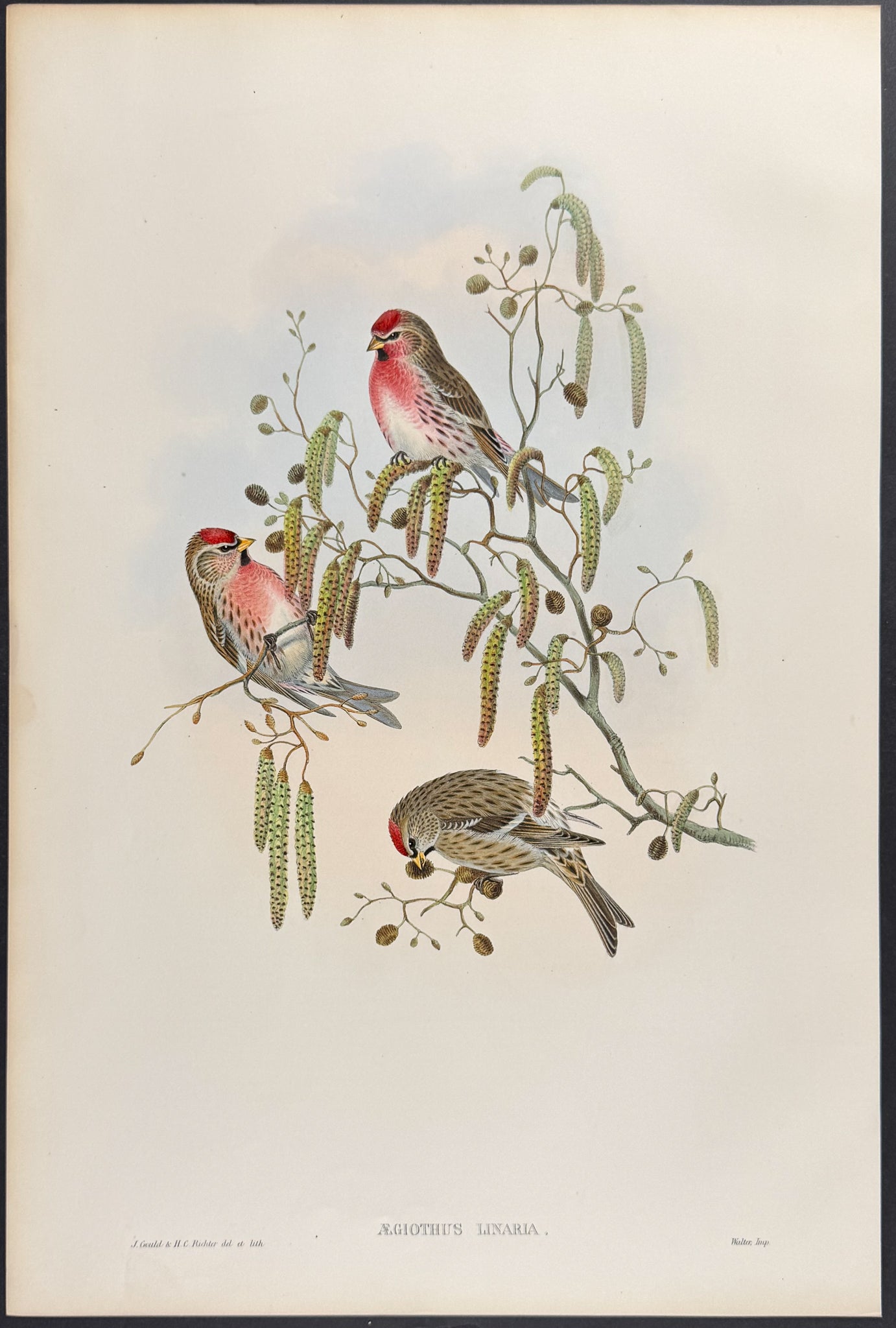 Mealy Redpole