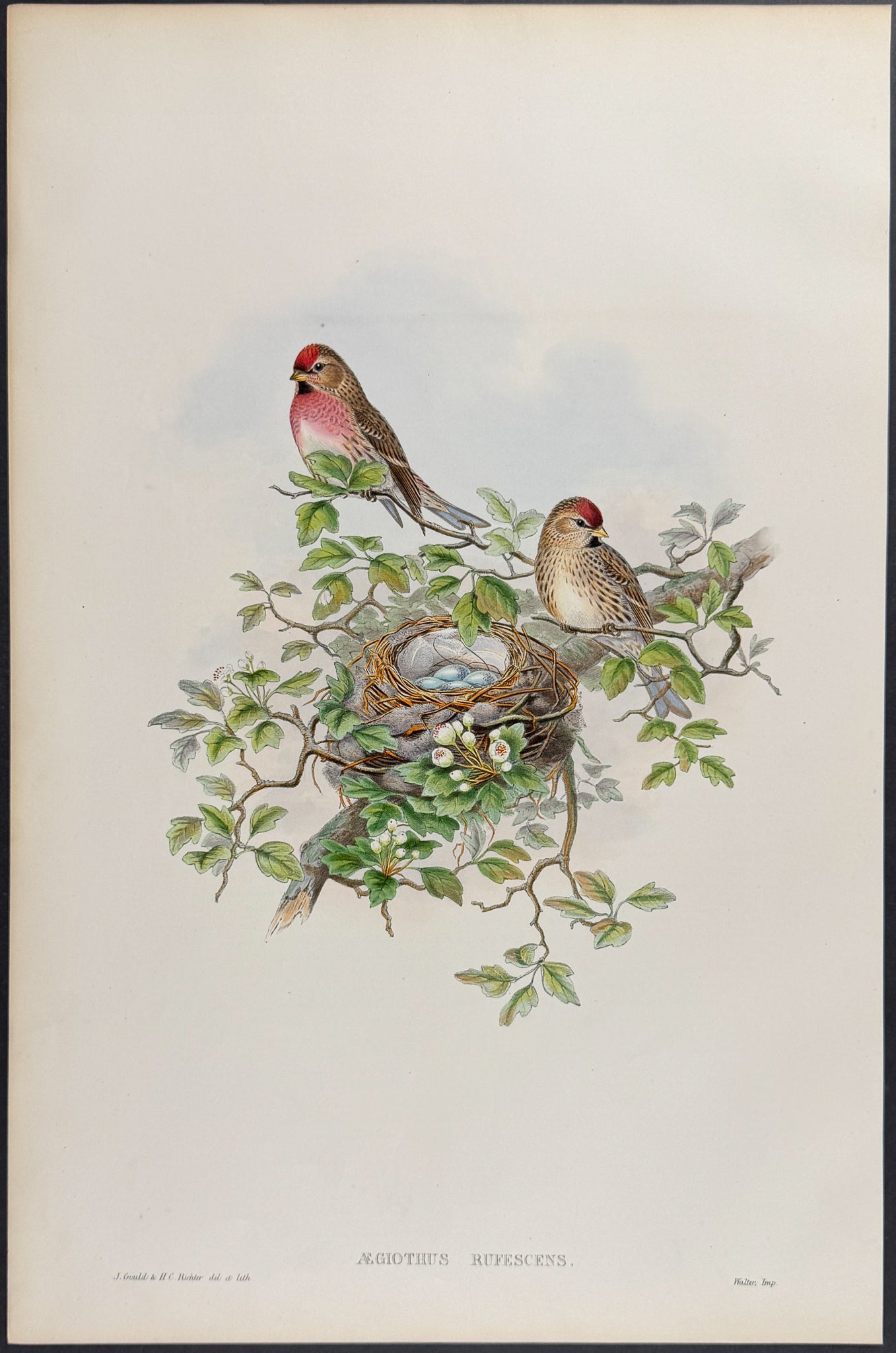 Lesser Redpole