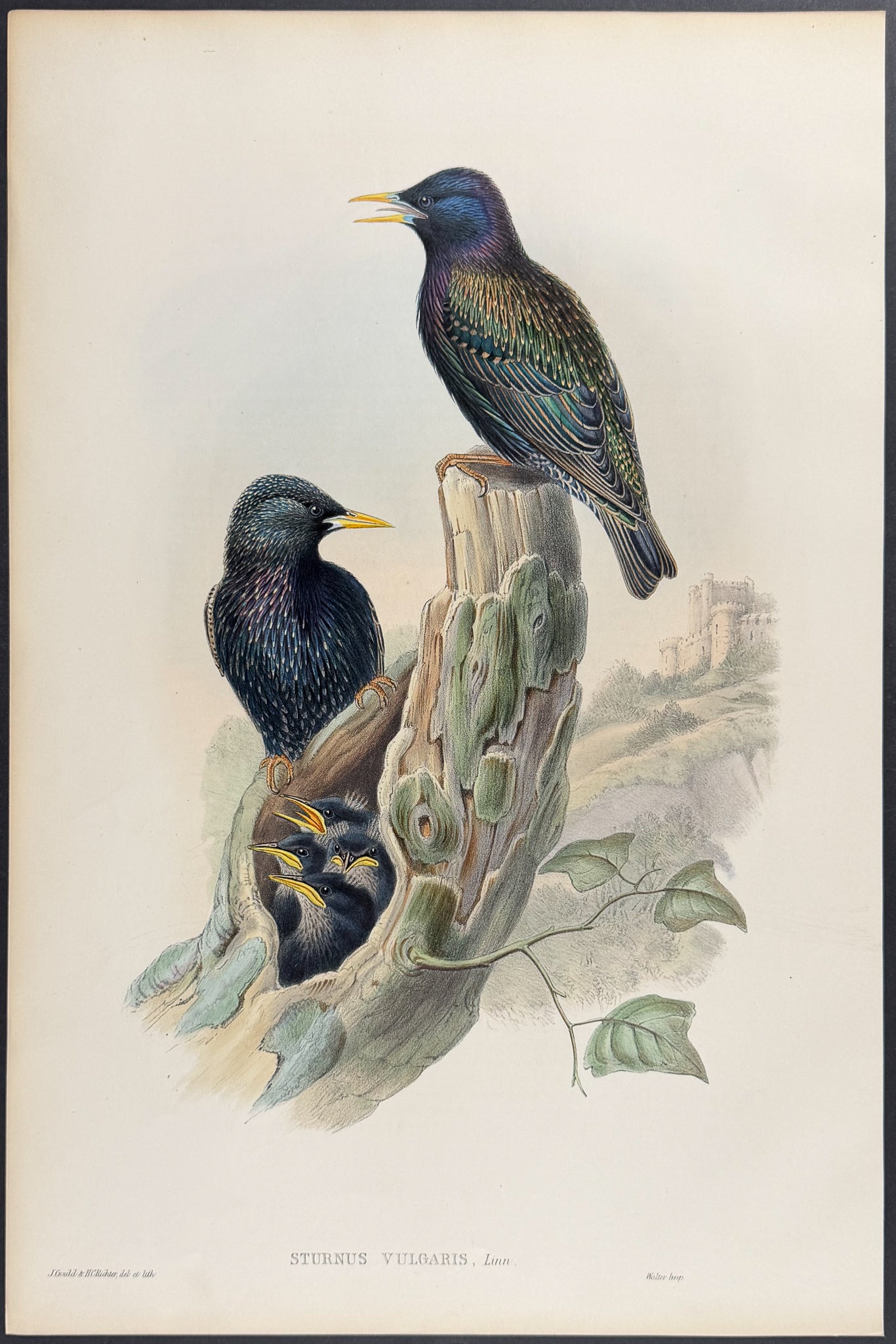 Starling