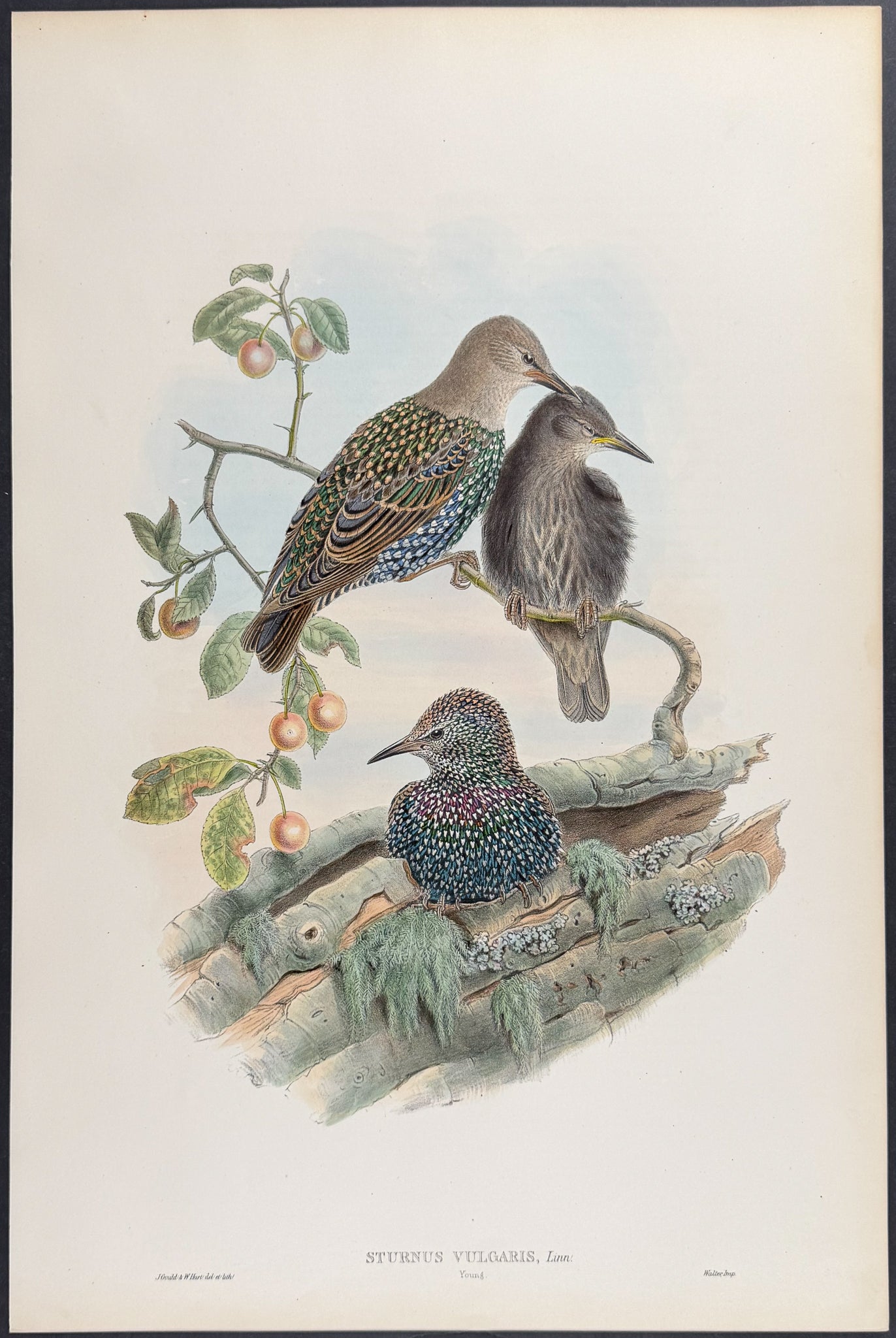 Starling (young)