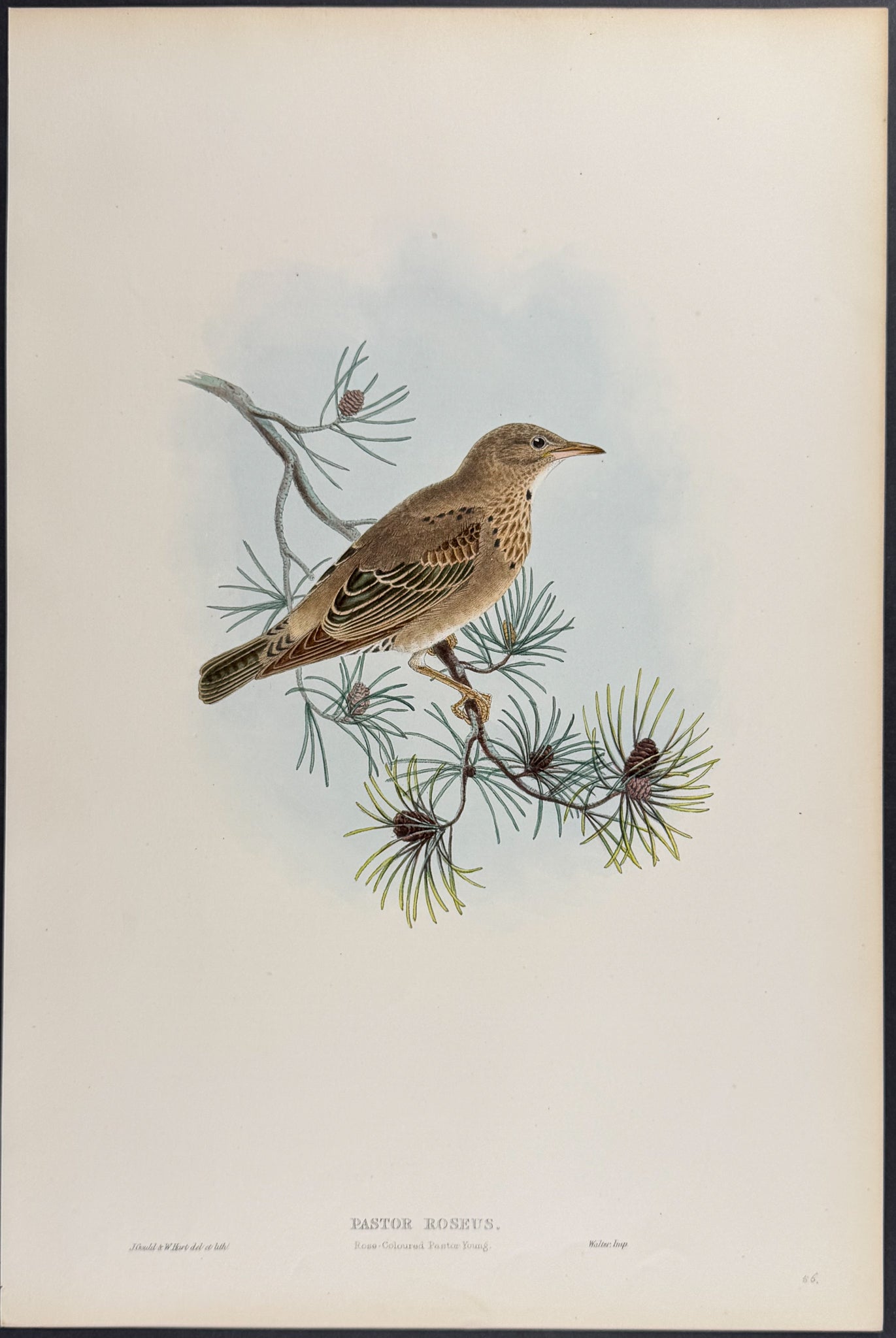 Rose-coloured Pastor (young)