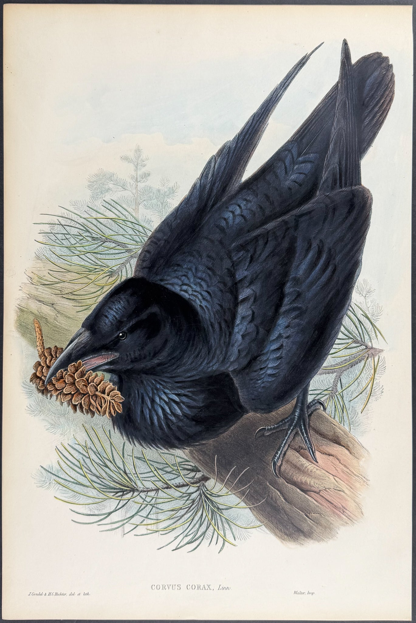Raven