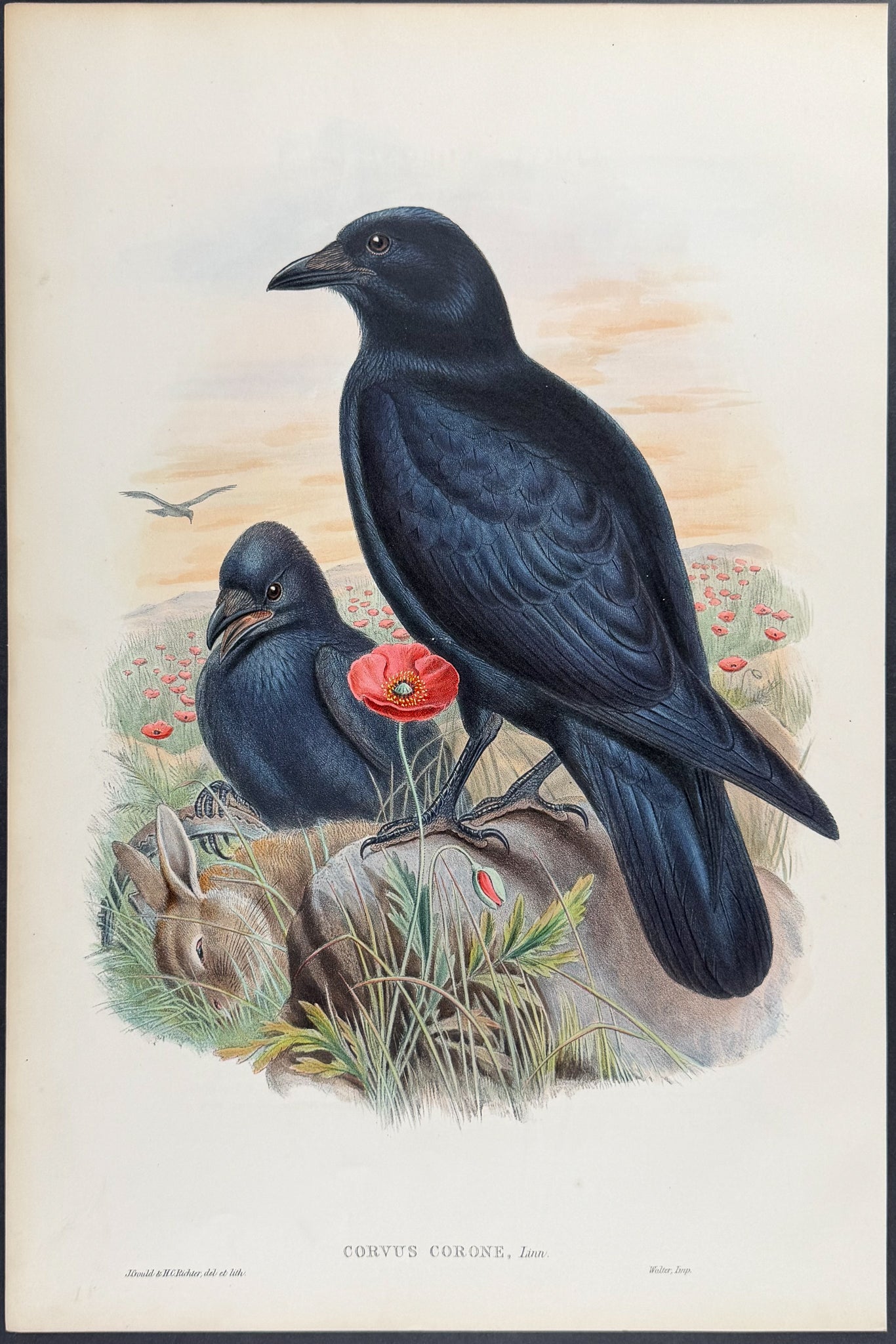 Carrion-Crow