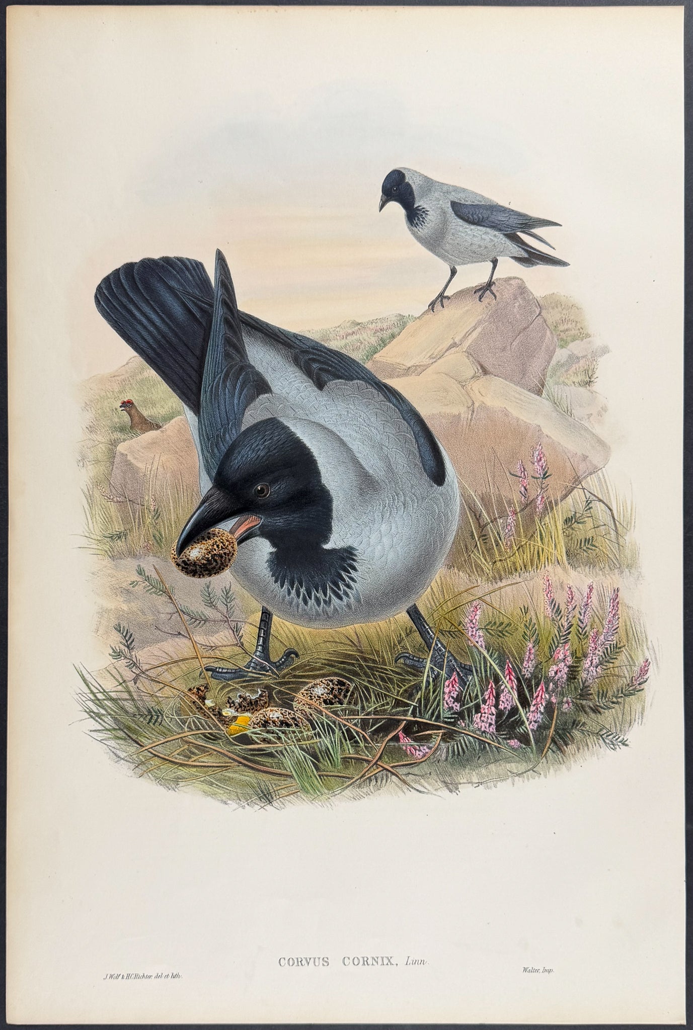 Hooded Crow