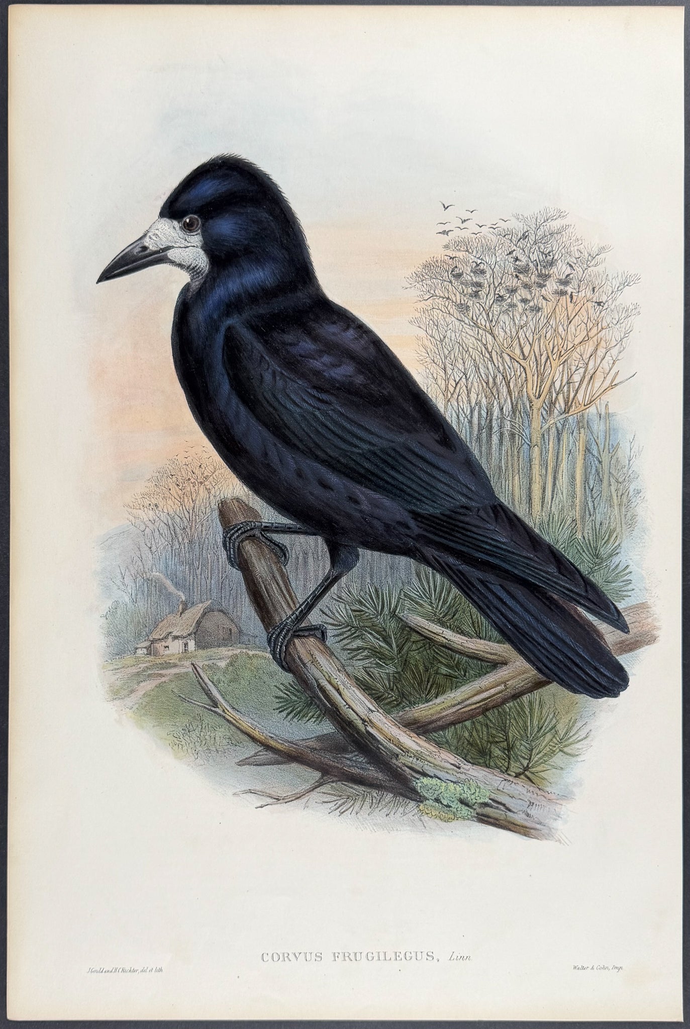 Rook