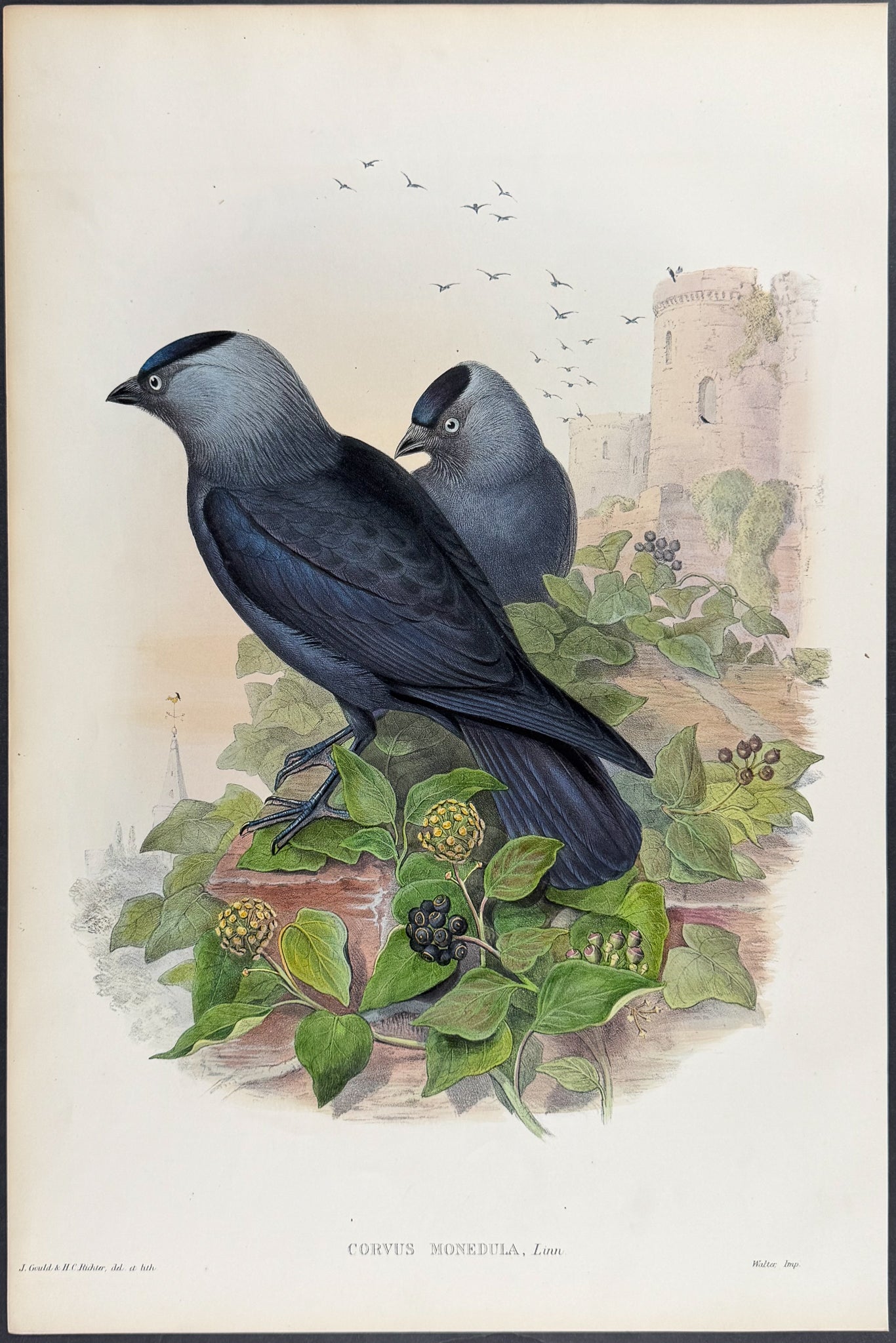 Jackdaw