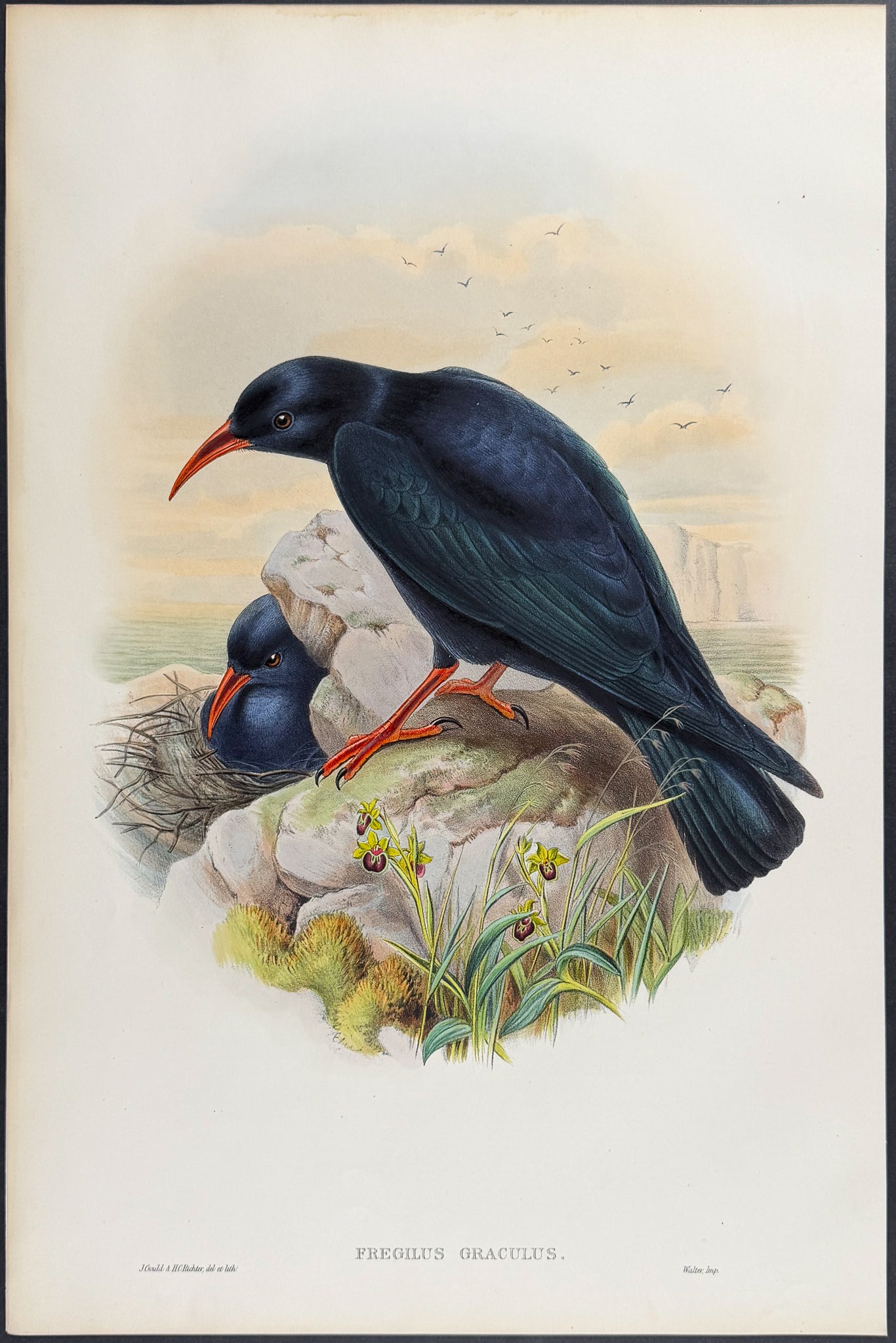 Chough