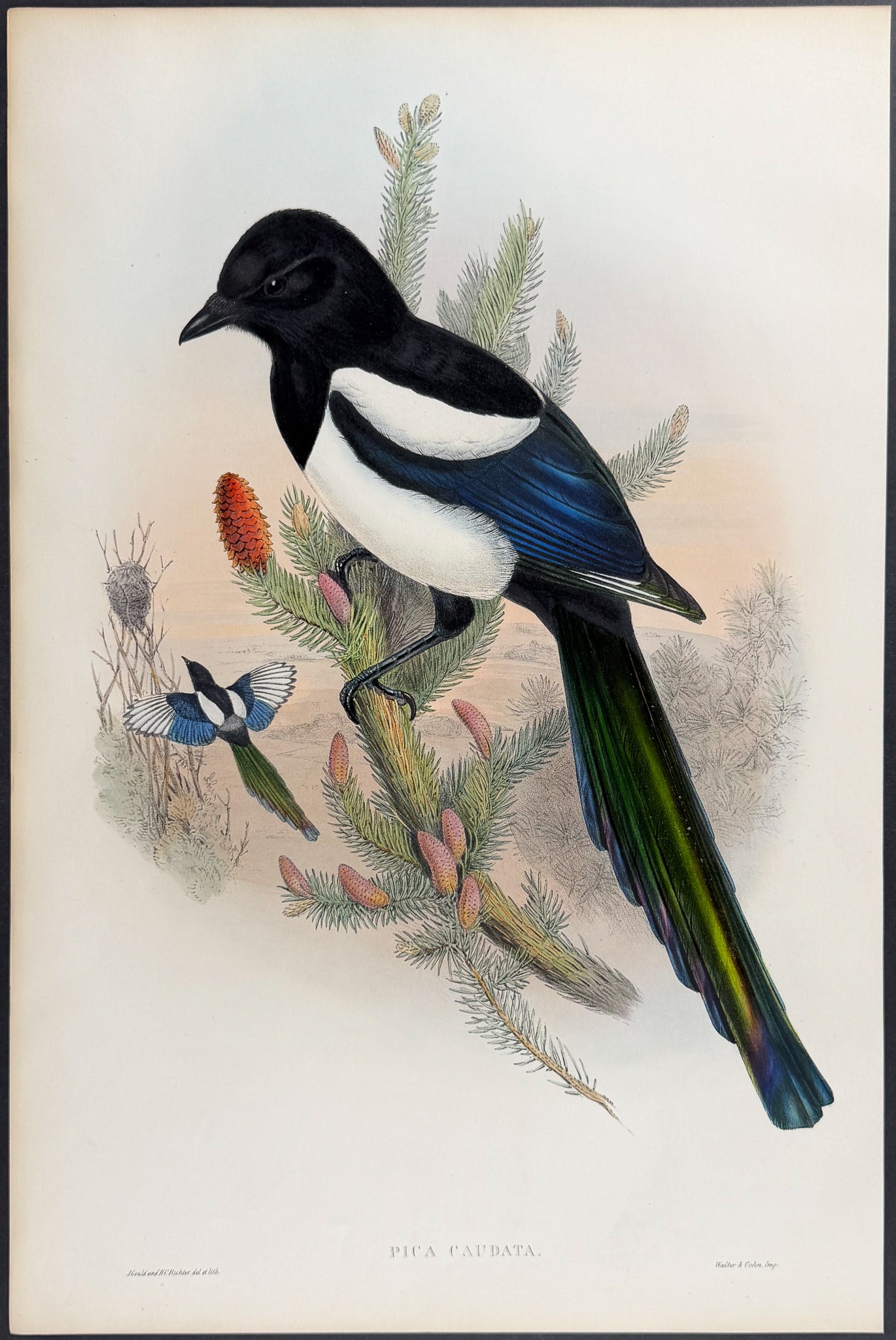 Magpie