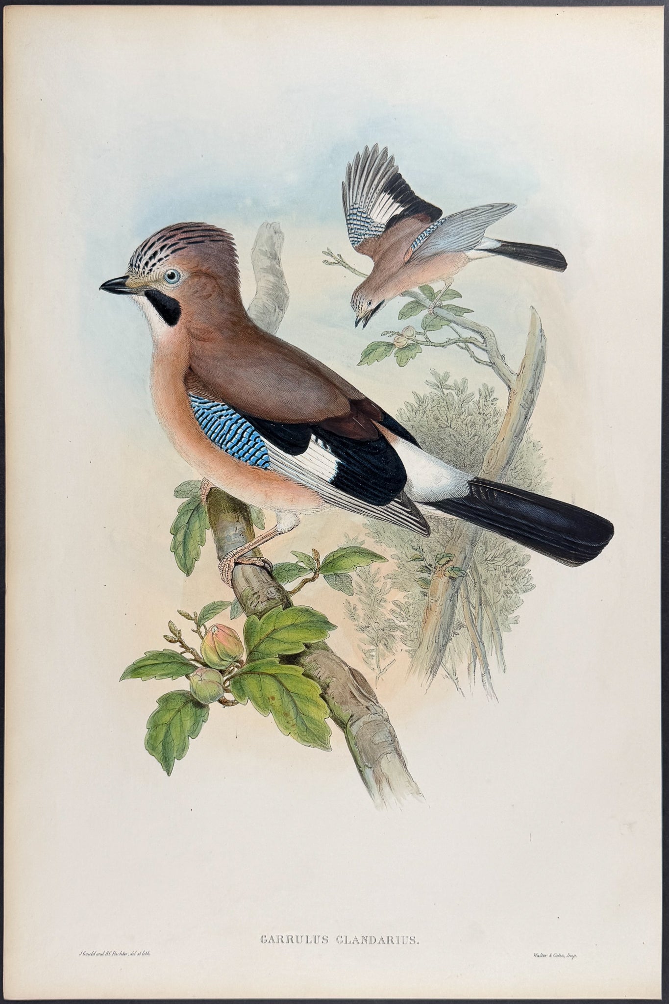 Jay