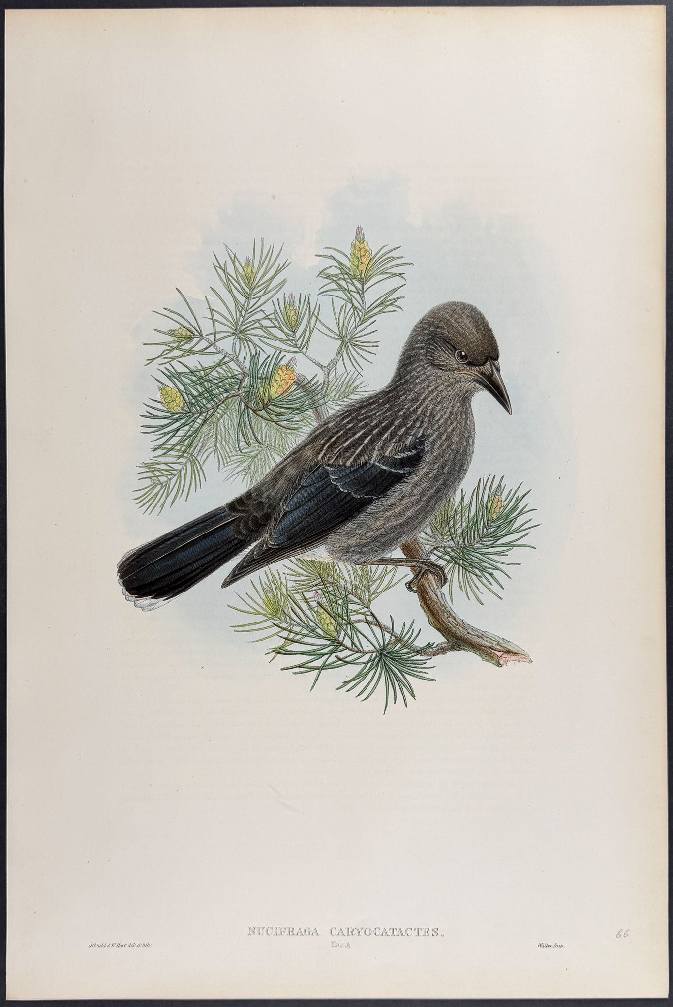 Nutcracker (young)