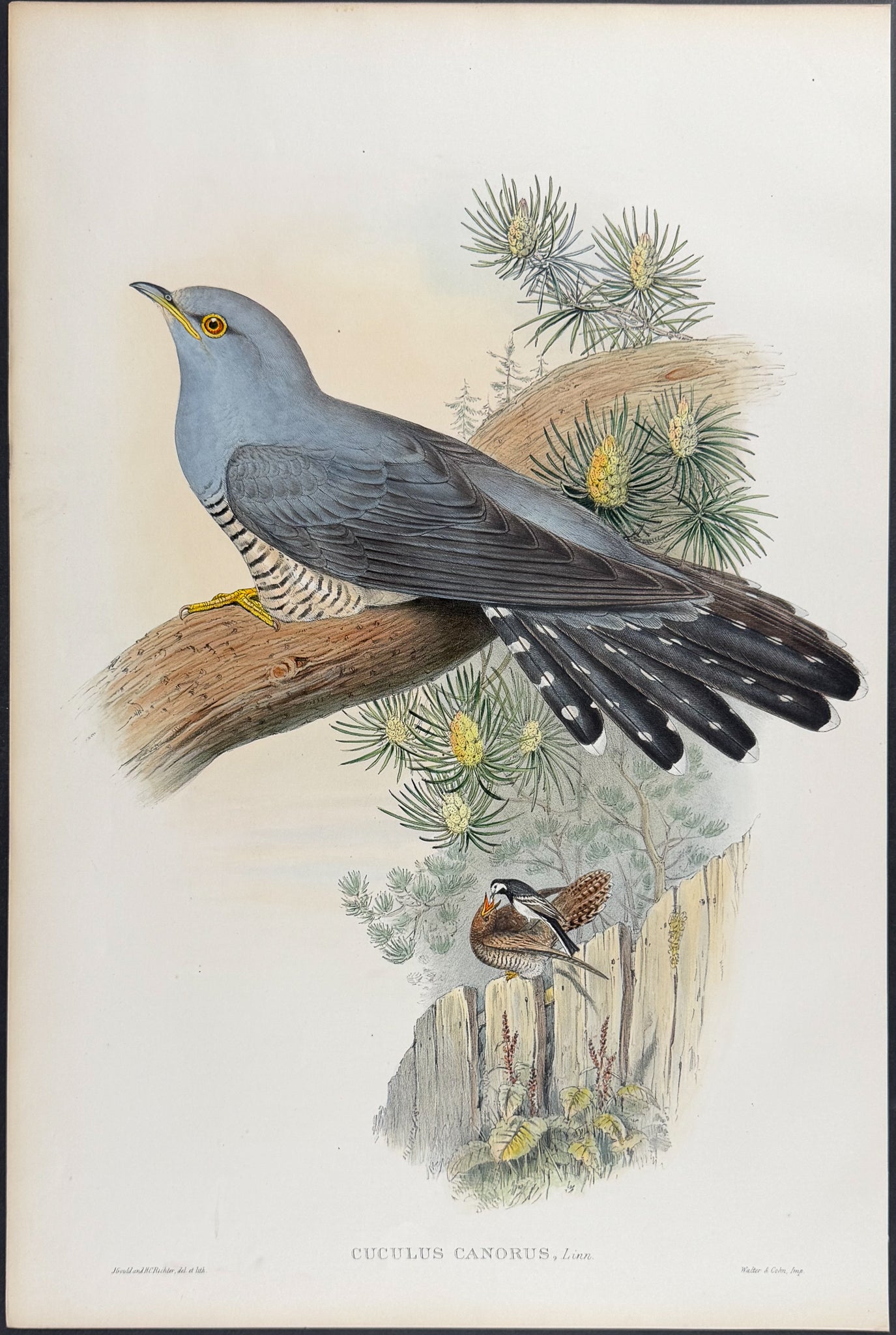 Cuckoo