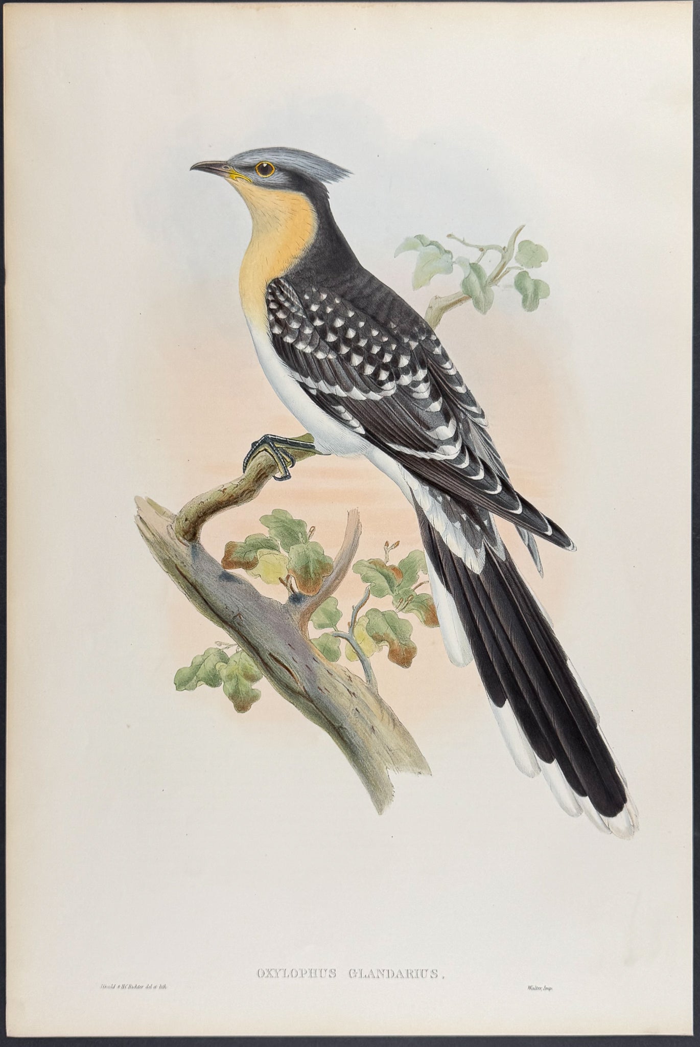 Cuckoo (young ejected infant Titlarks)