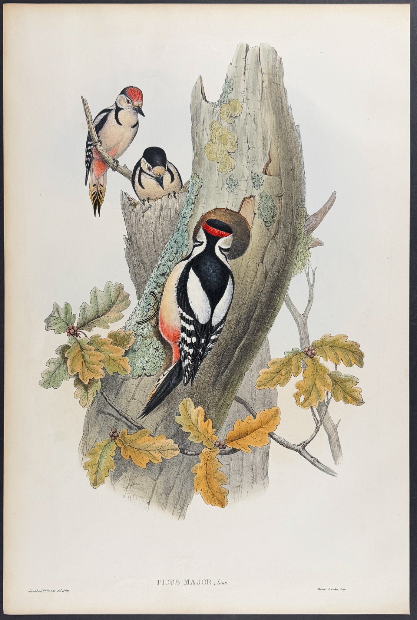 Great Spotted Woodpecker