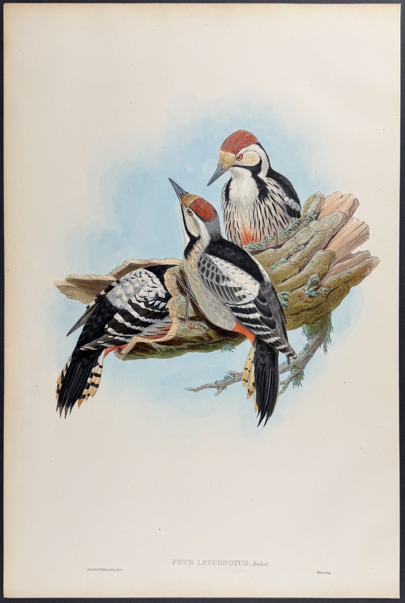 White-backed Woodpecker