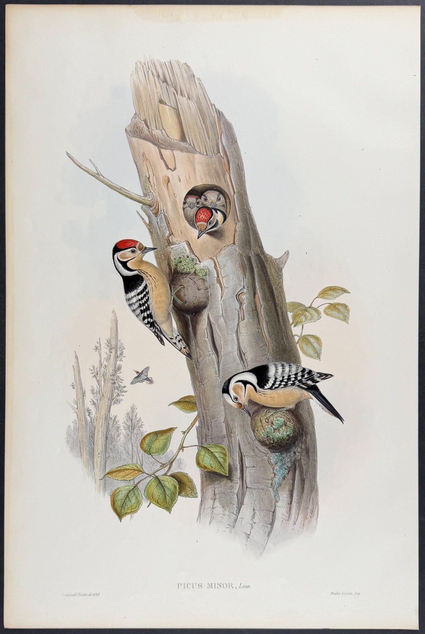 Lesser Spotted Woodpecker