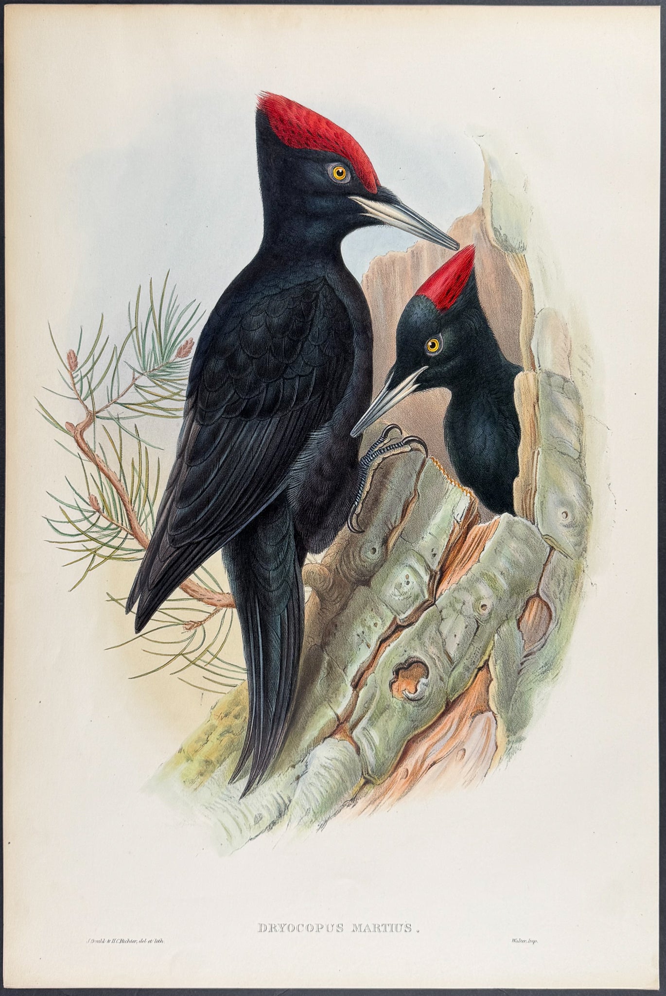 Great Black Woodpecker