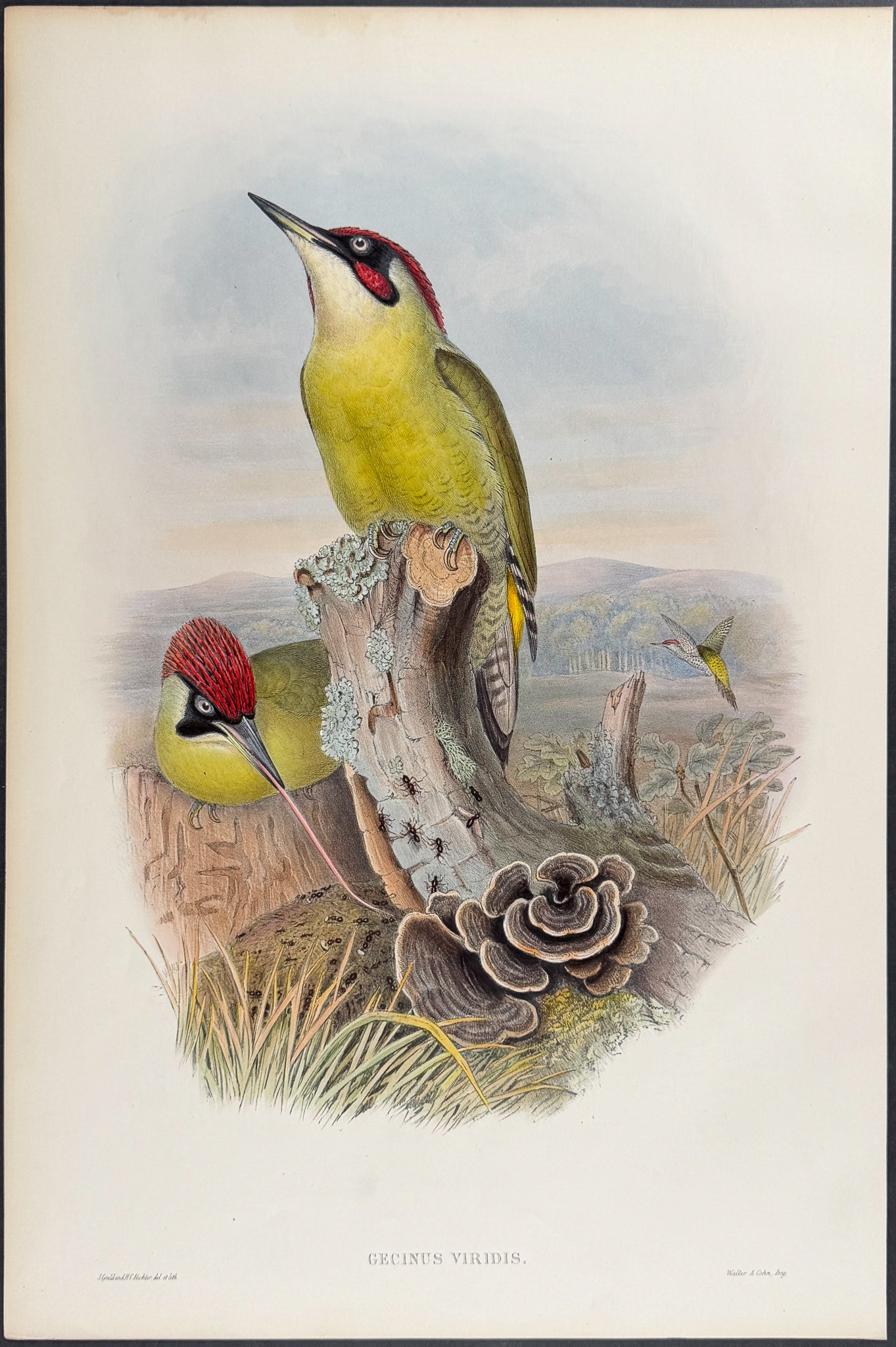 Green Woodpecker, or Yaffle