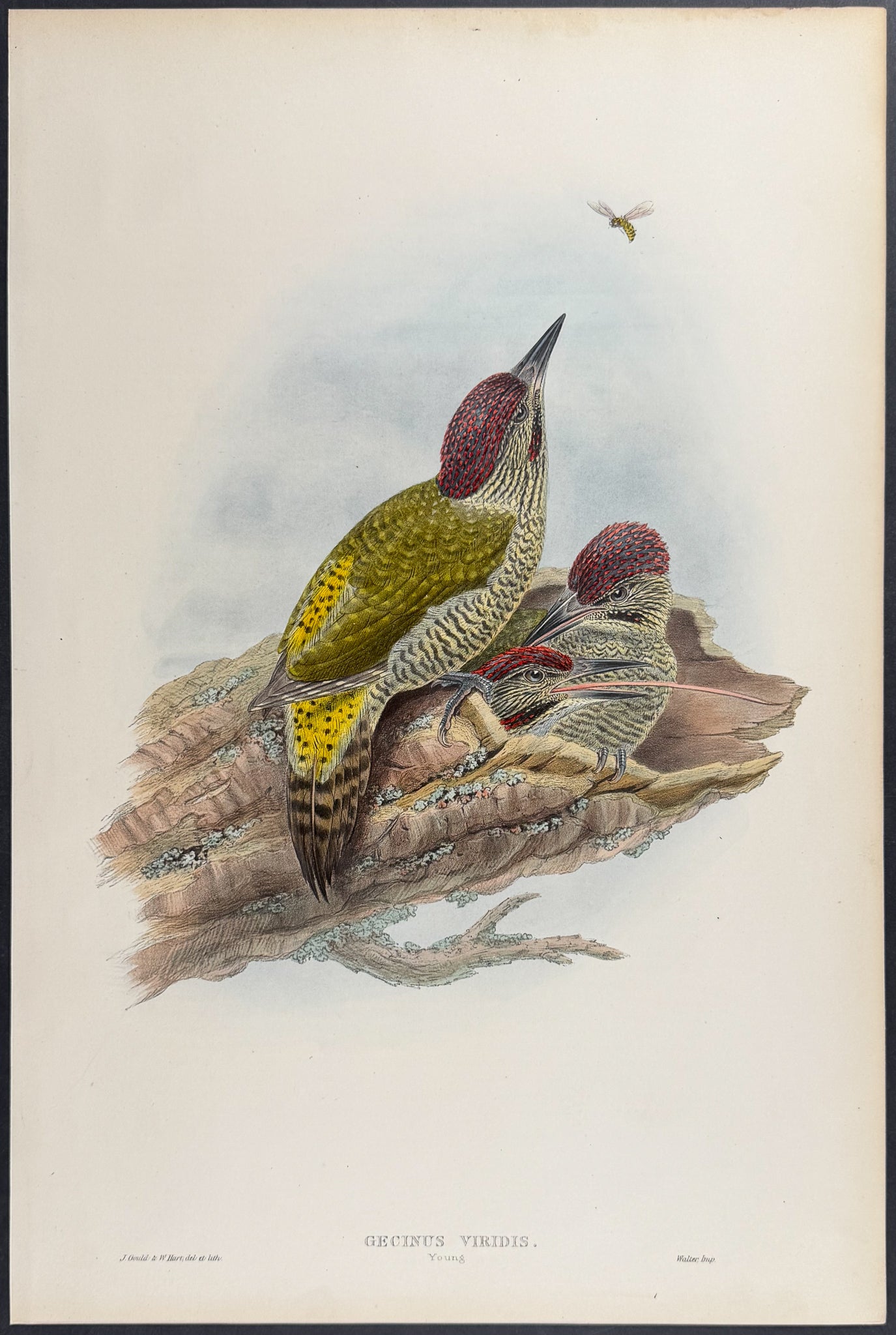 Wryneck