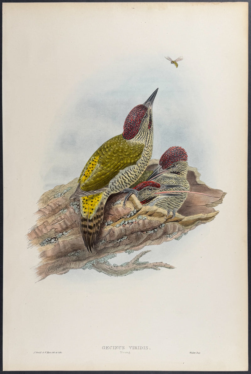 Wryneck