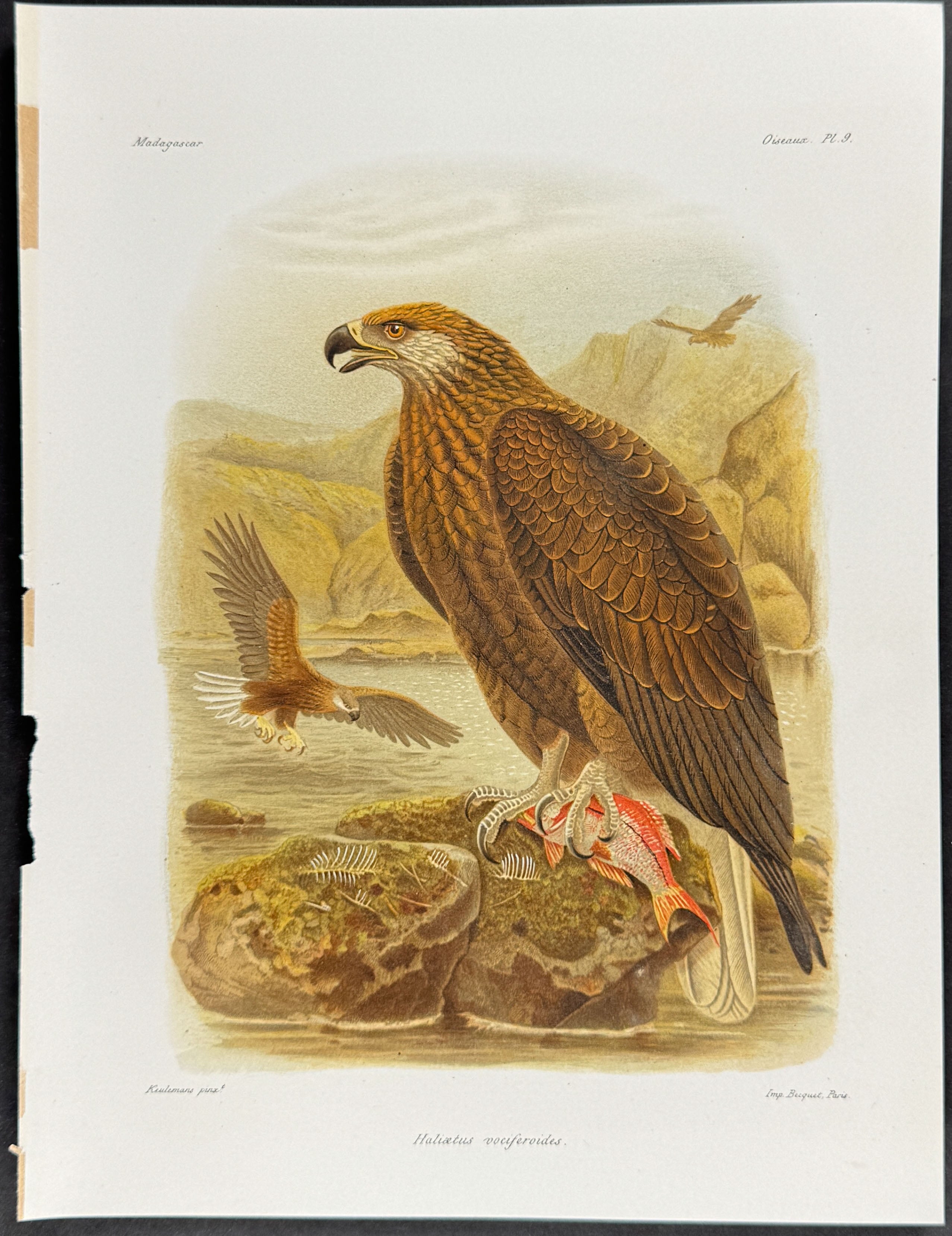 Madagascar fish eagle (Haliætus vociferoides.) - 2 Plates
