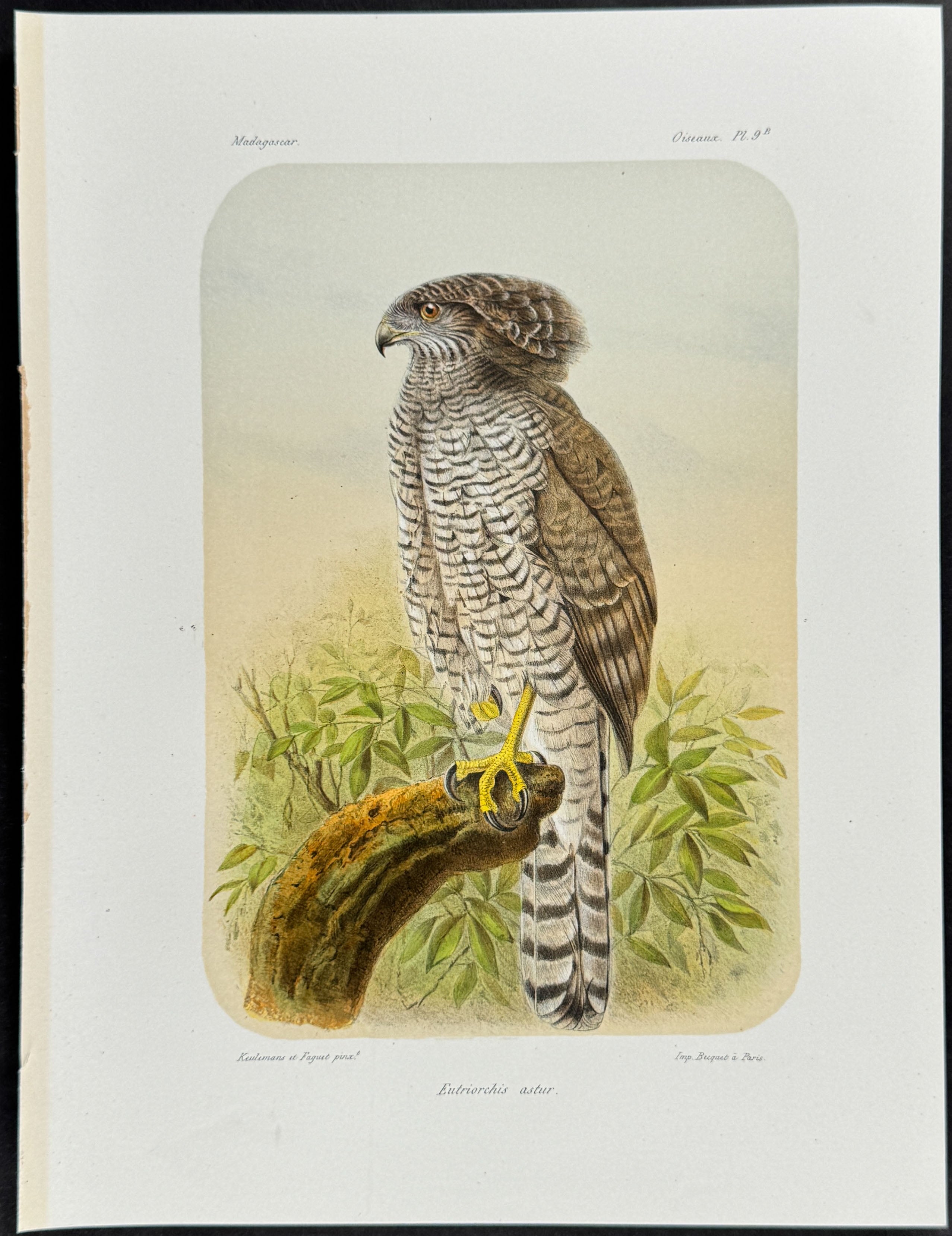 Madagascar serpent eagle (Eutriorchis astur) - 2 Plates