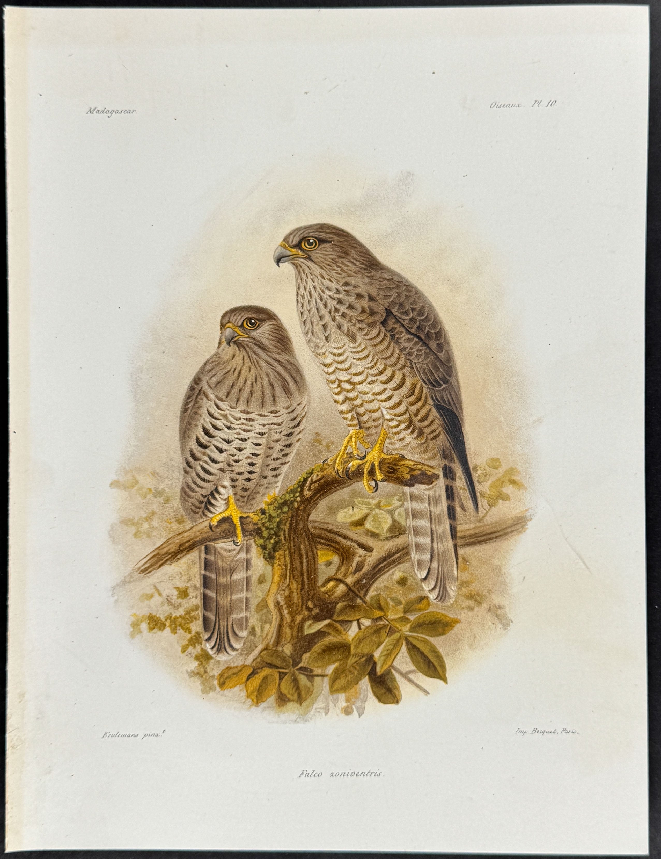 Banded kestrel (Falco zoniventris)