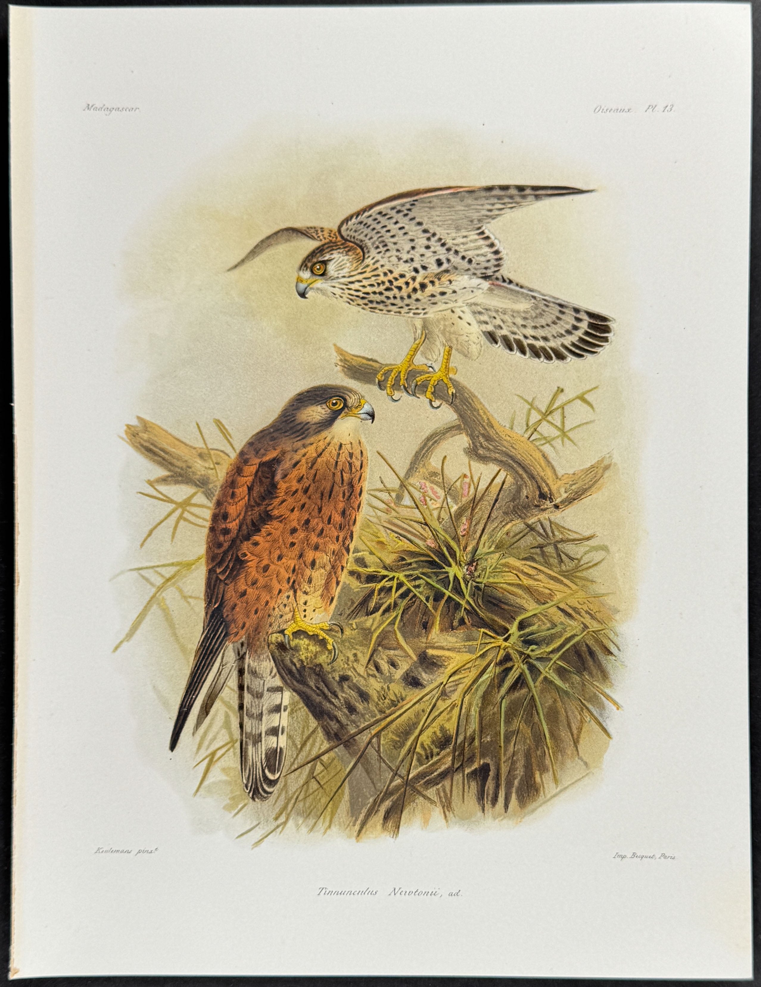 Common kestrel (Tinnunculus Nertonii)