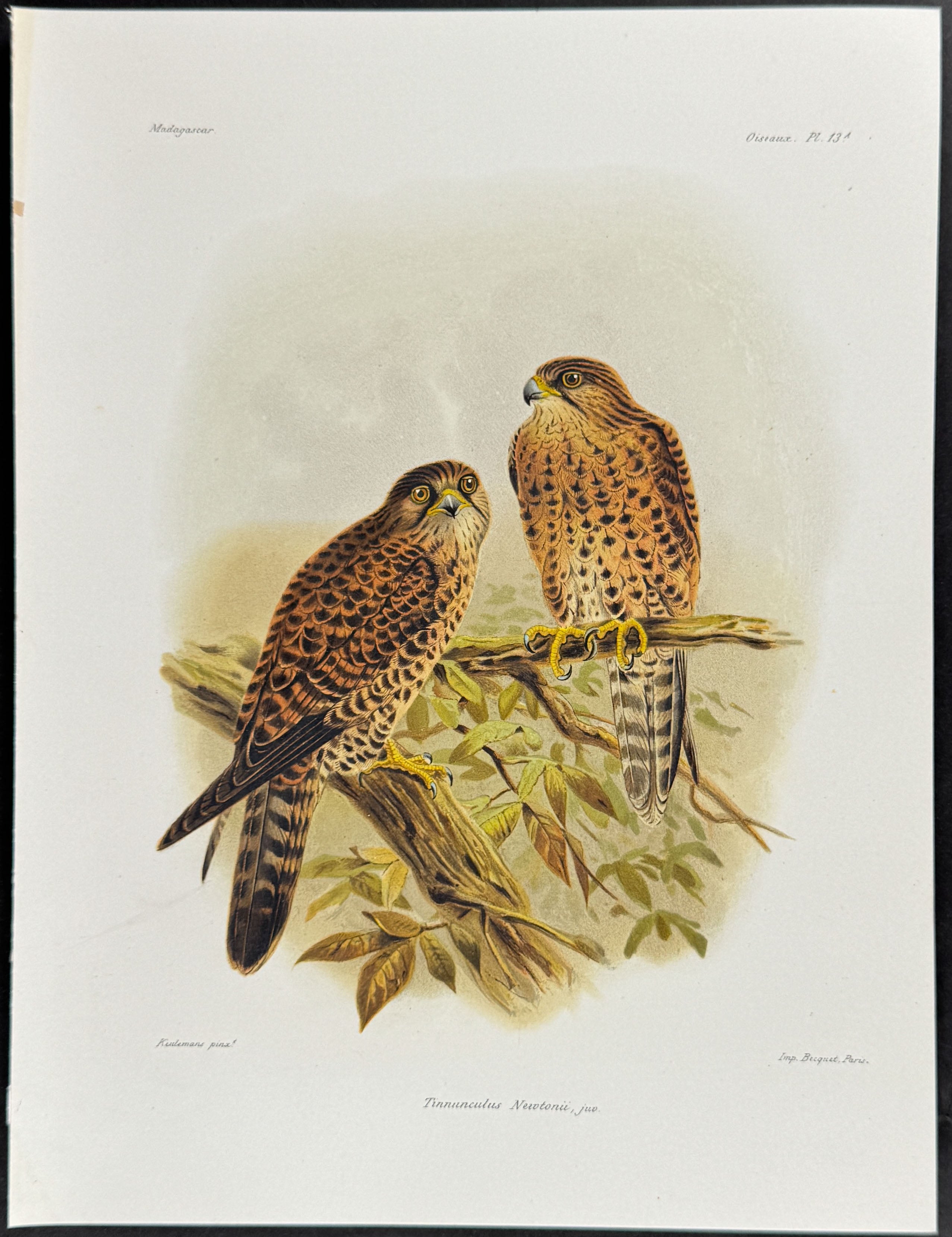 Common kestrel (Tinnunculus Nertonii) - 2 Plates