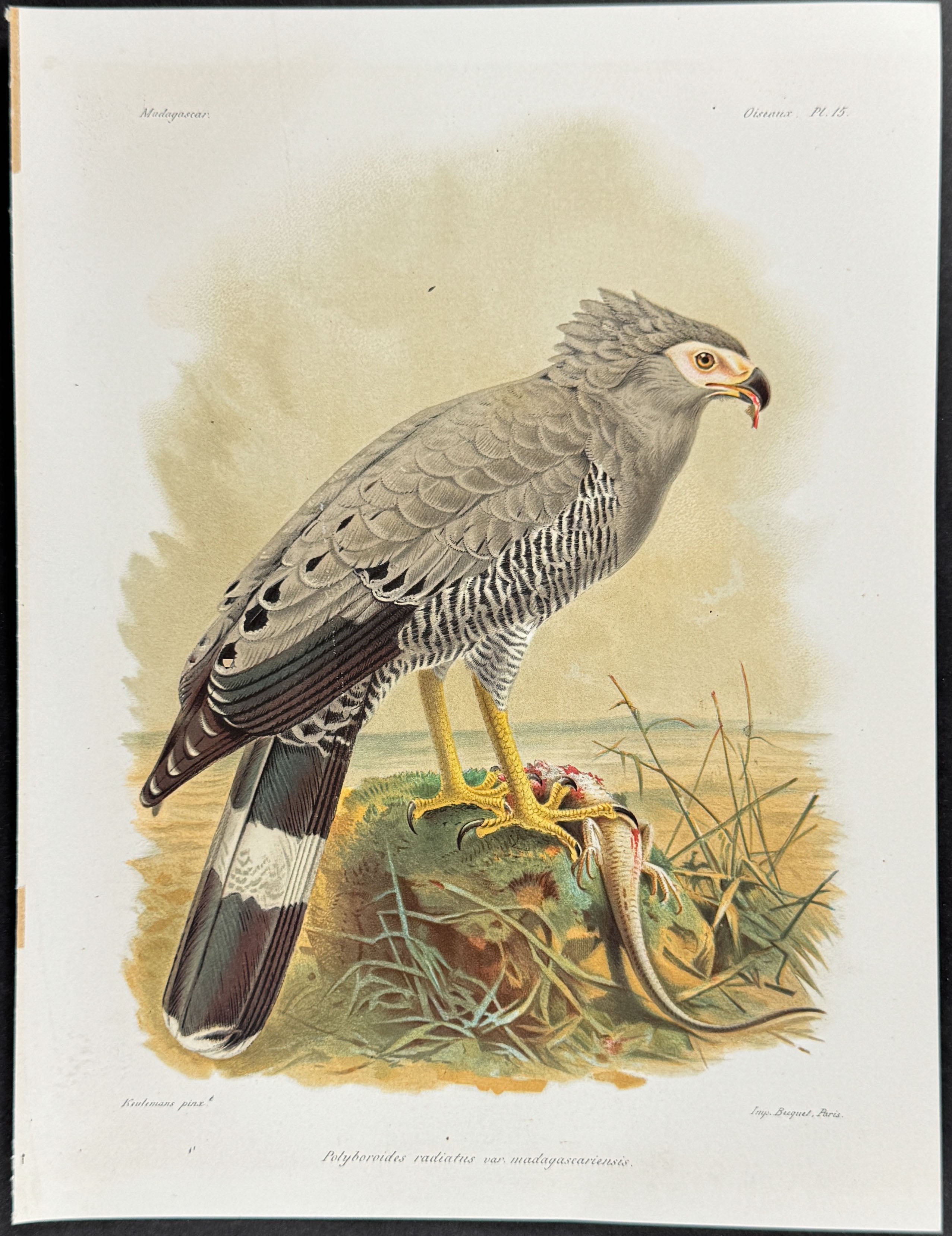 Madagascar harrier-hawk (Polyboroides radiatus var madagascariensis.)