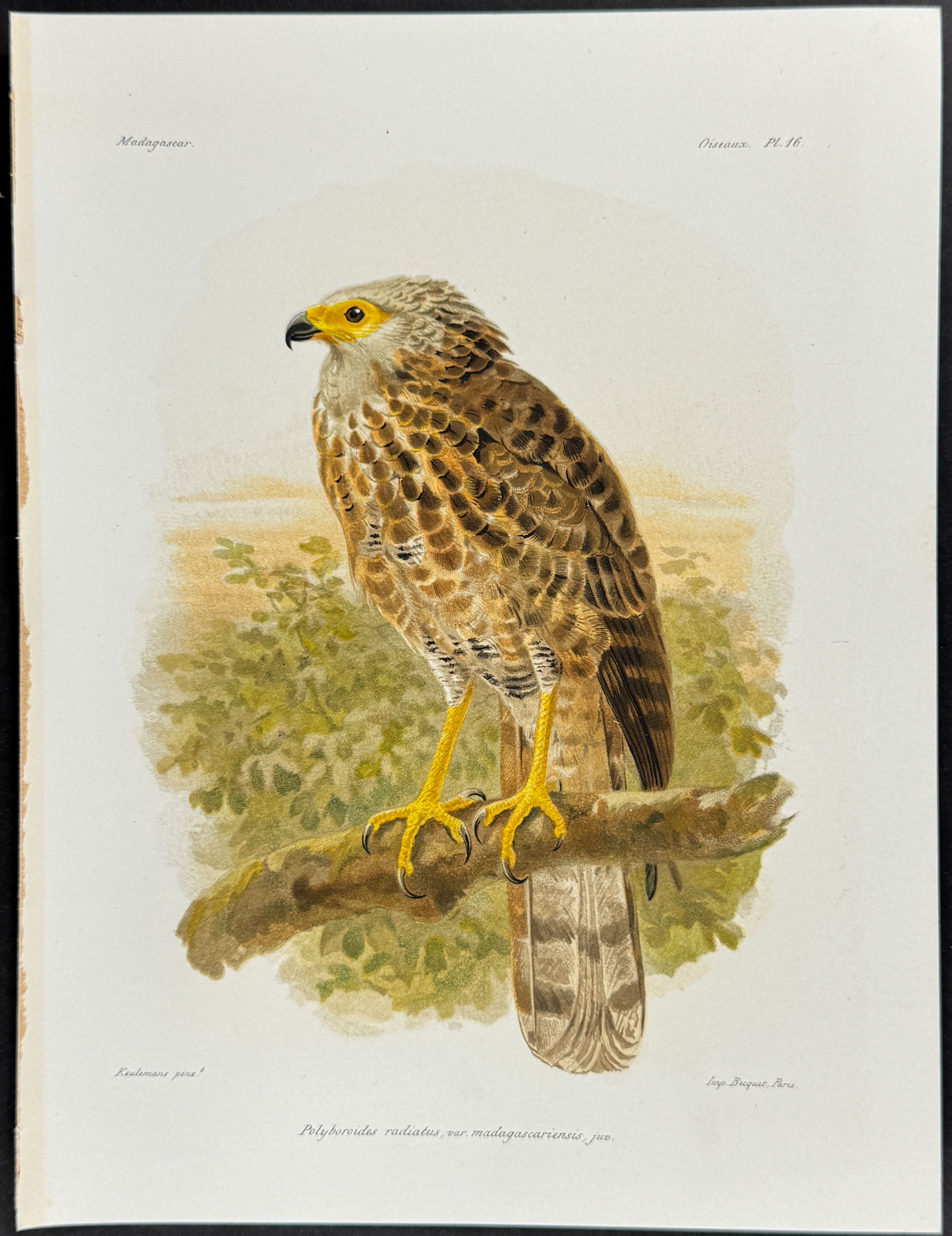 Madagascar harrier-hawk (Polyboroides radiatus, var madagascariensis juv.) - 3 Plates