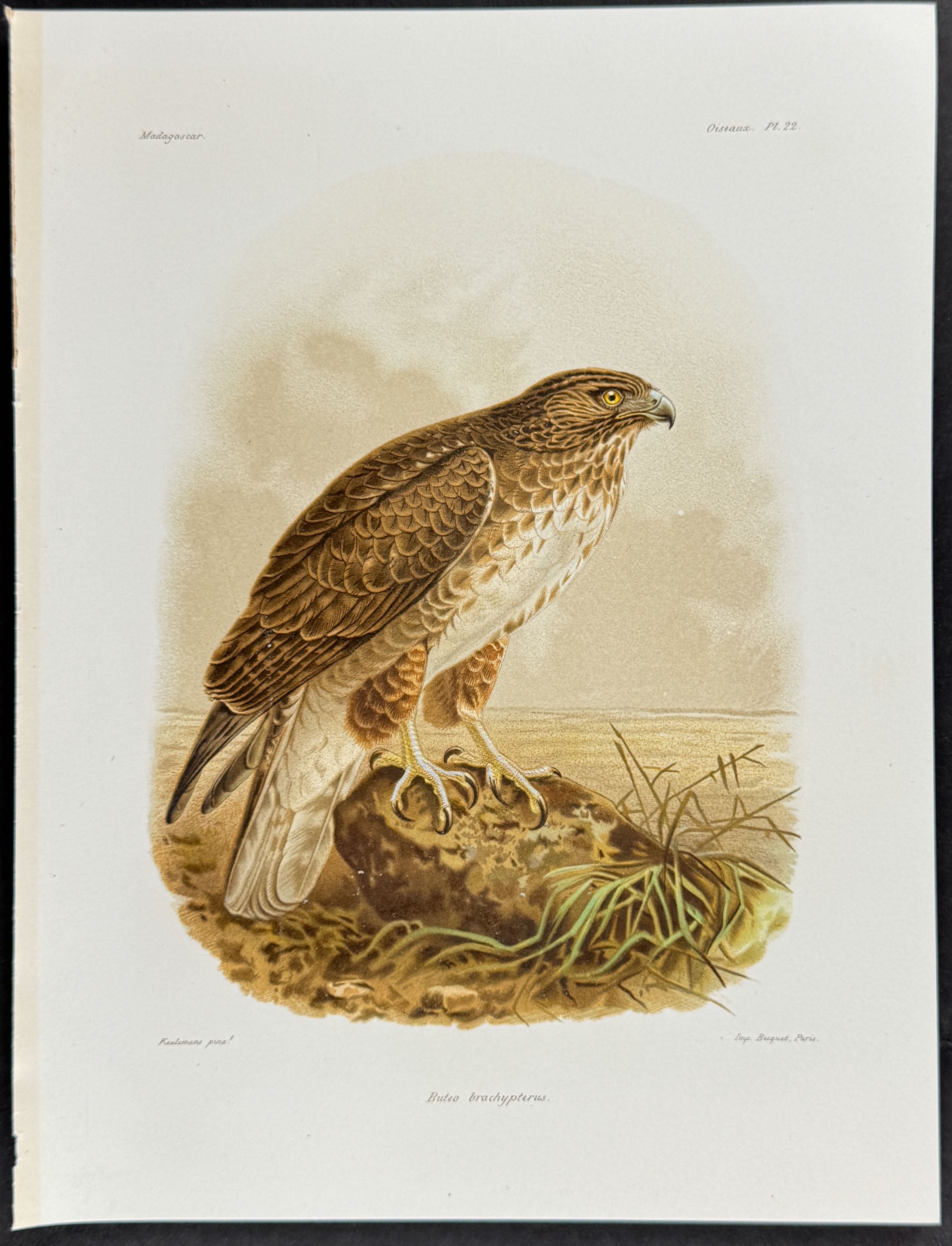 Madagascar buzzard (Buteo brachypterus.) - 2 Plates