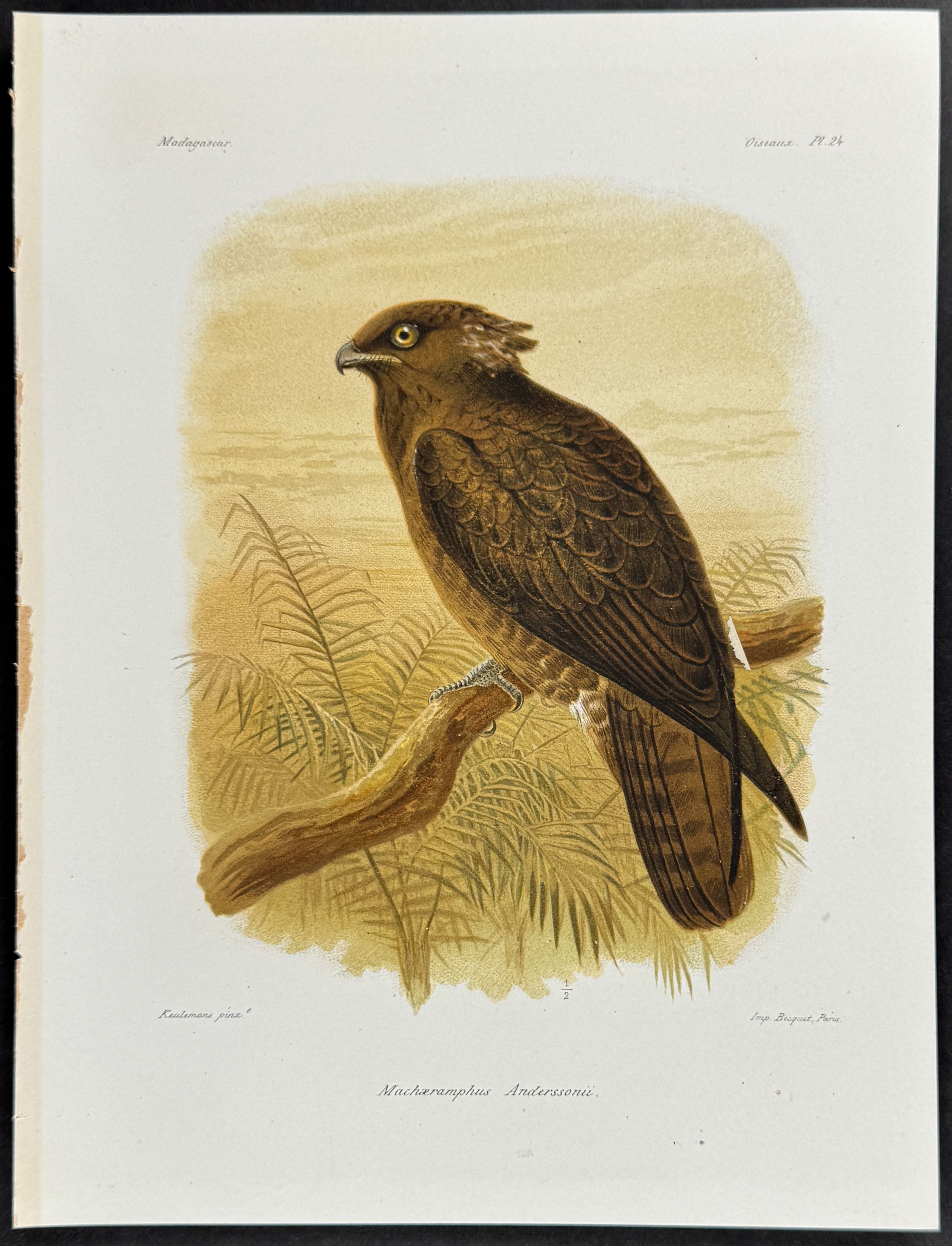 Bat hawk (Machæramphus Anderssonit.) - 3 Plates