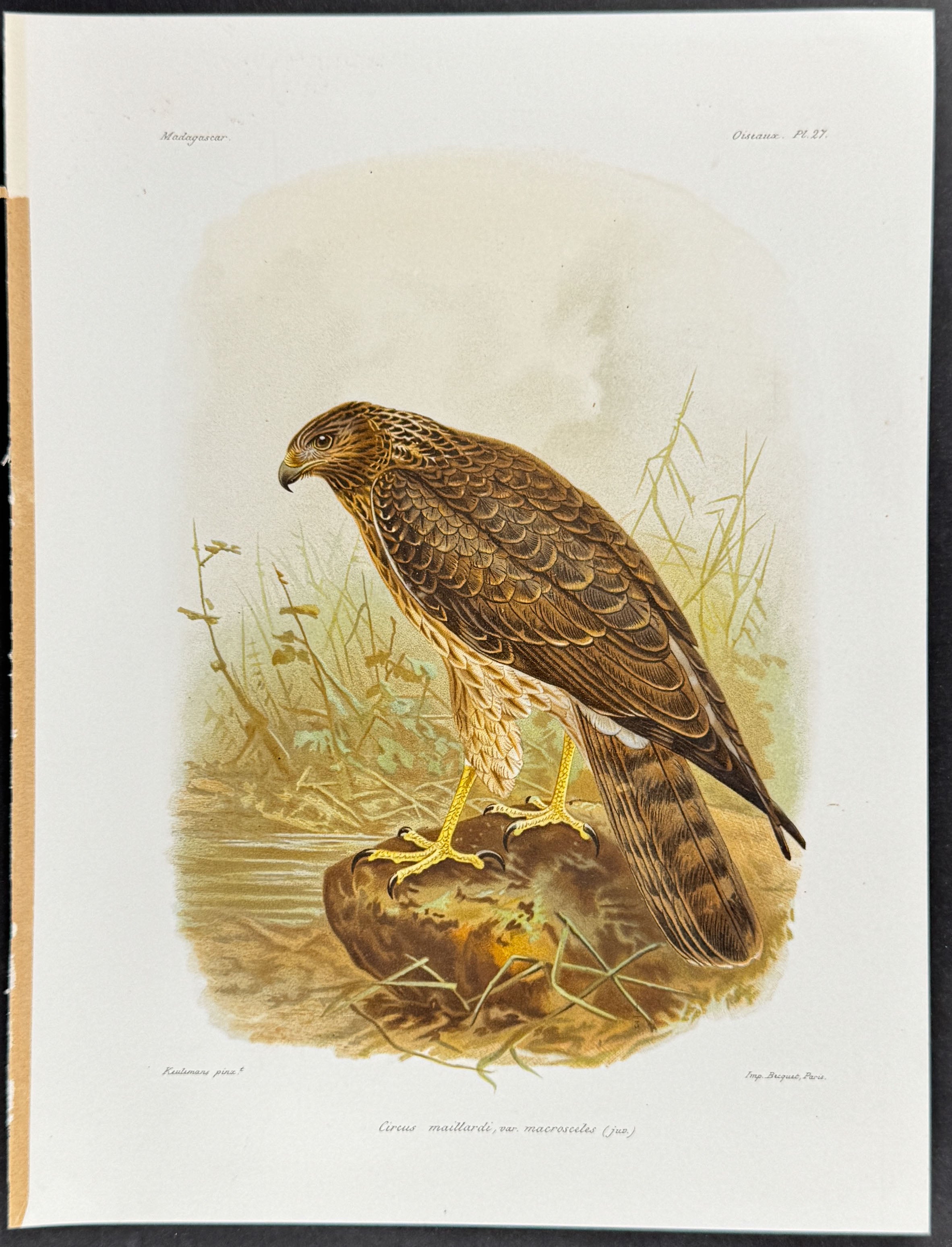 Malagasy harrier (Circus maillardi, var. macrosceles)