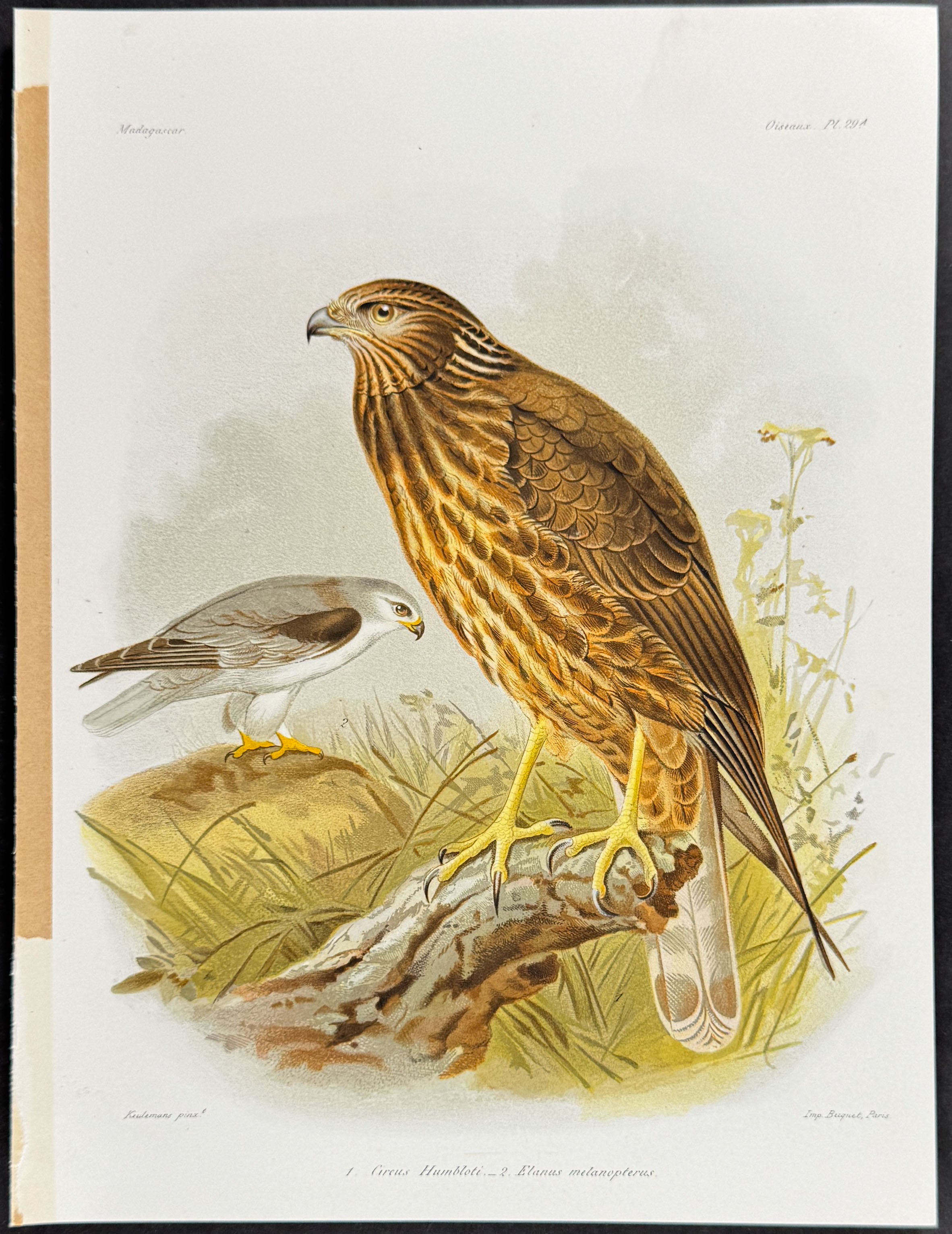 Bird of Prey & Black-Winged Kite (Circus Humbloti  & Elanus melanopterus) - 3 Plates