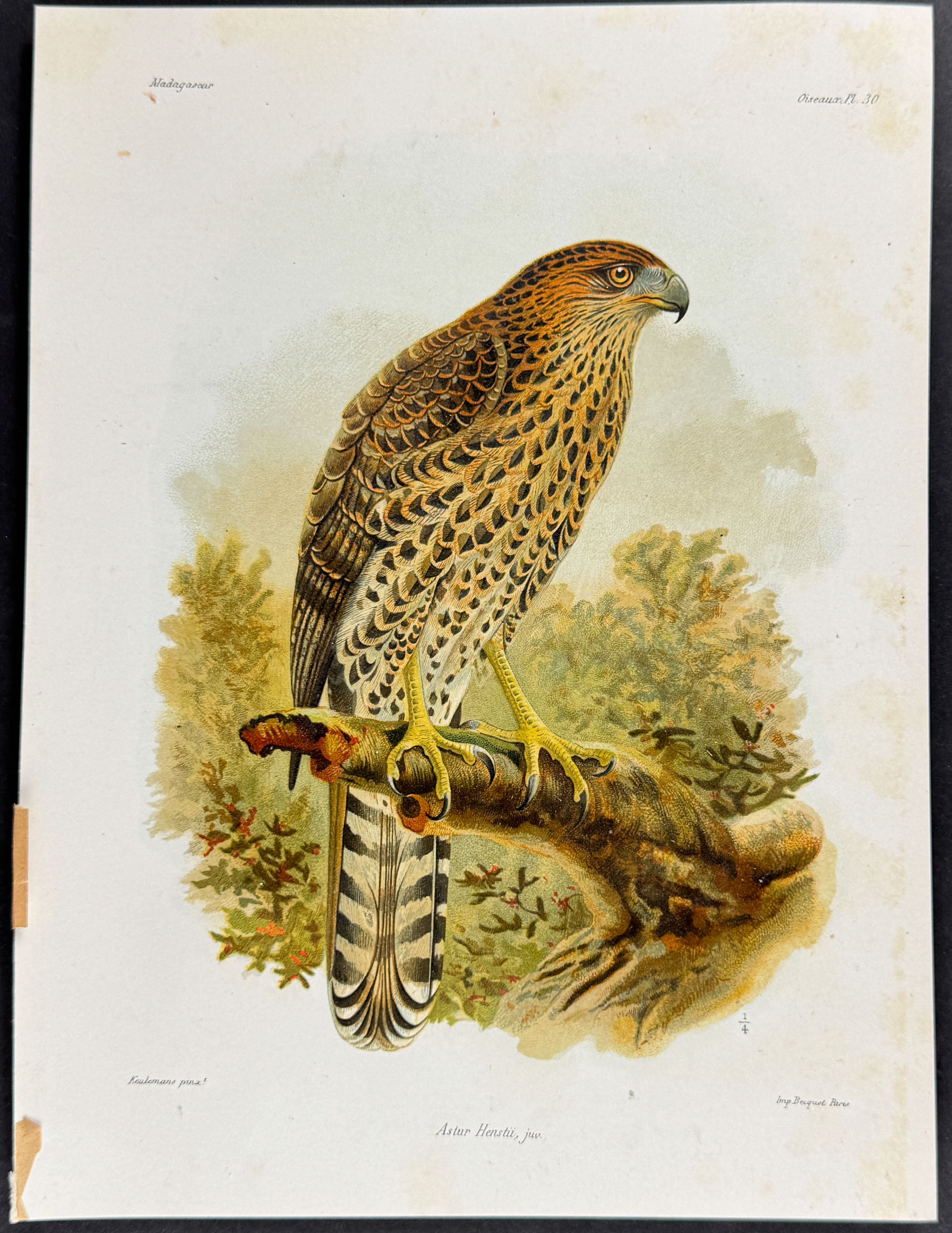 Henst's goshawk (Astur Henstii)