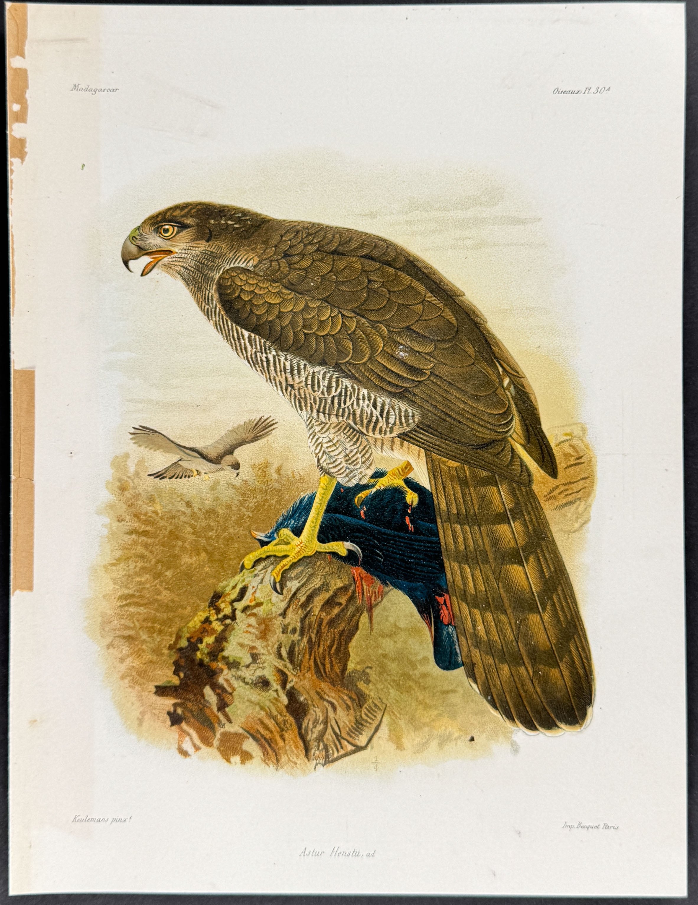 Henst's goshawk (Astur Henstii)