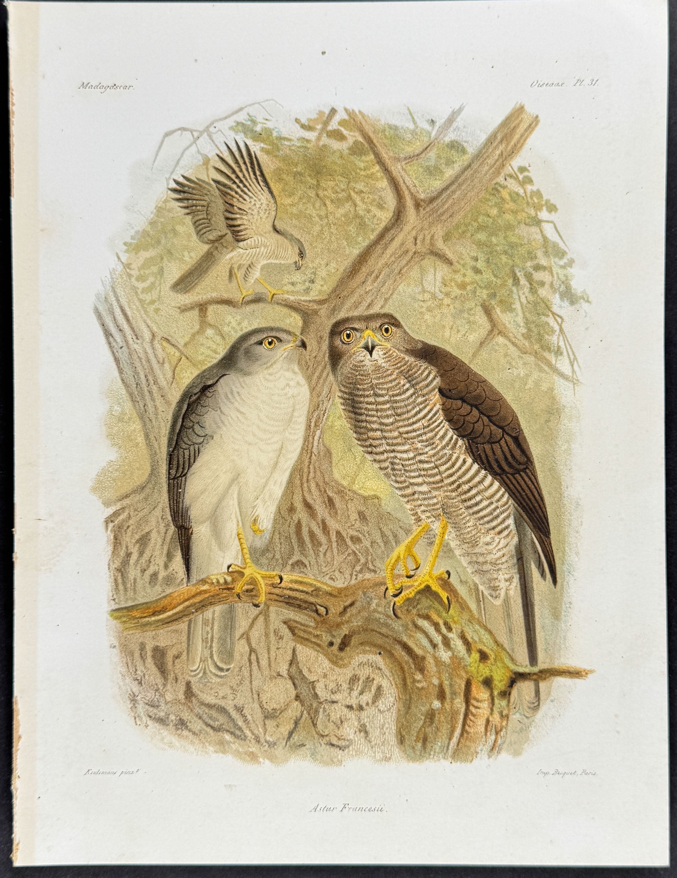 Hawk (Astur Fruncesii)